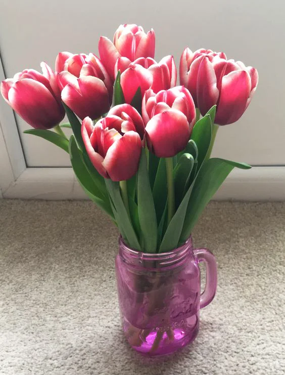 pink tulips.jpg