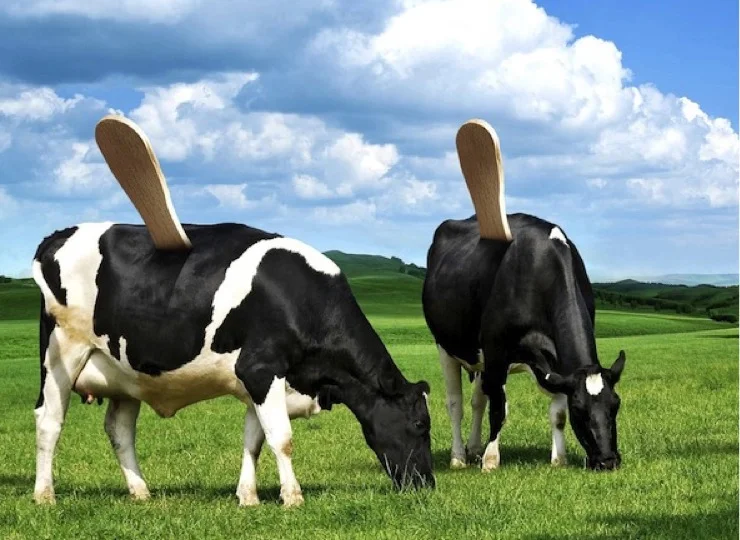 1. Cow.jpg