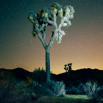 Joshua Tree, CA