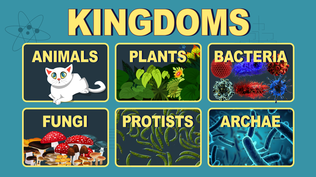 LIONSCATS.png