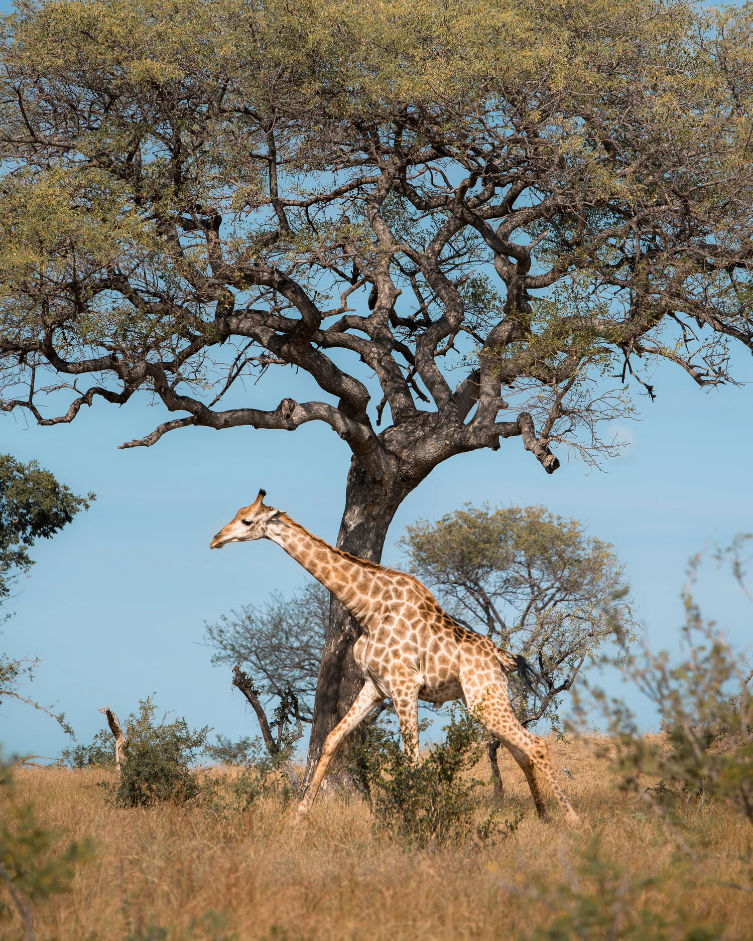 Joe-Thomas-Photographer-New-York-City-africa2.jpeg