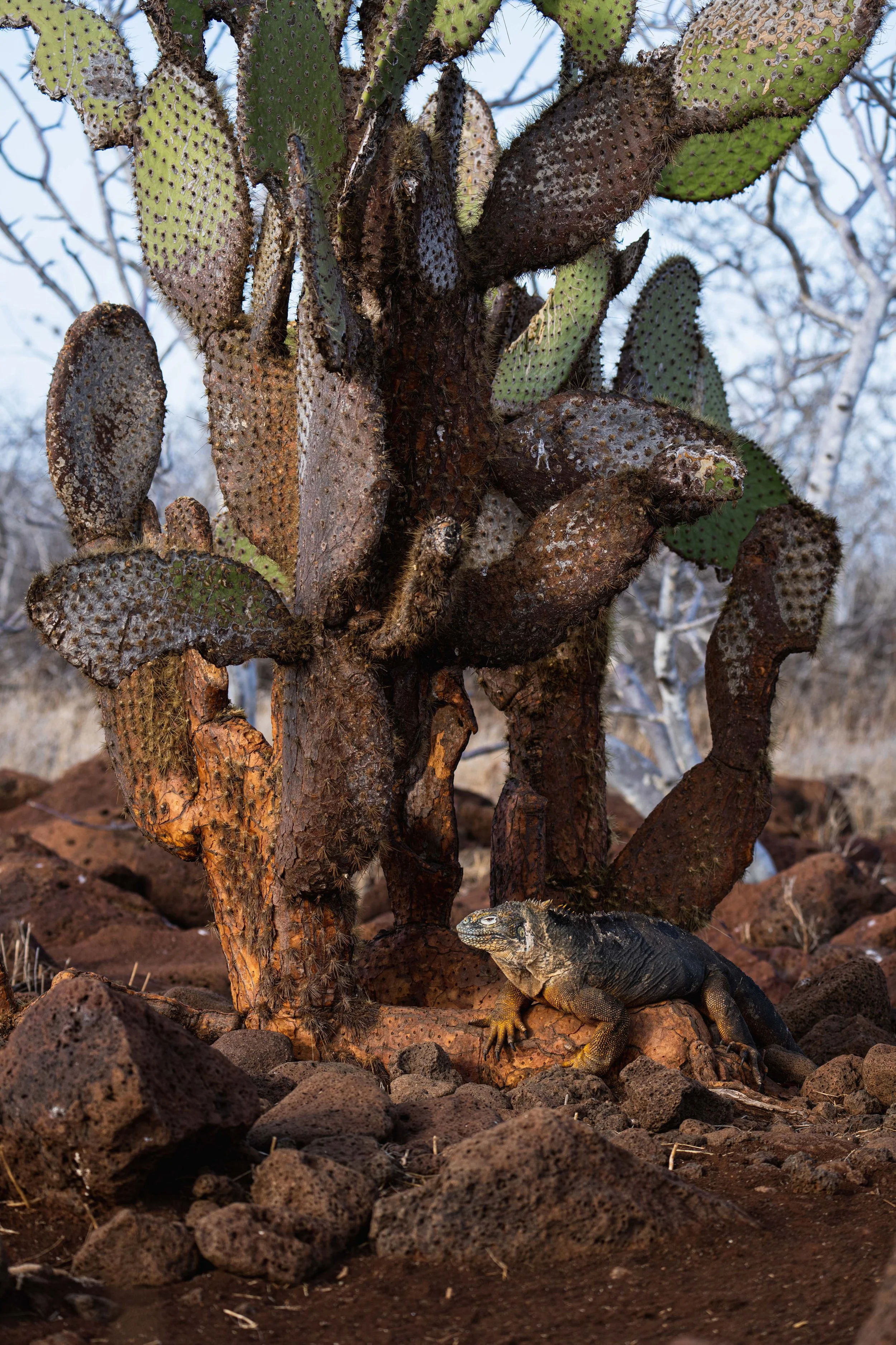Galapagos-2022-3.jpg