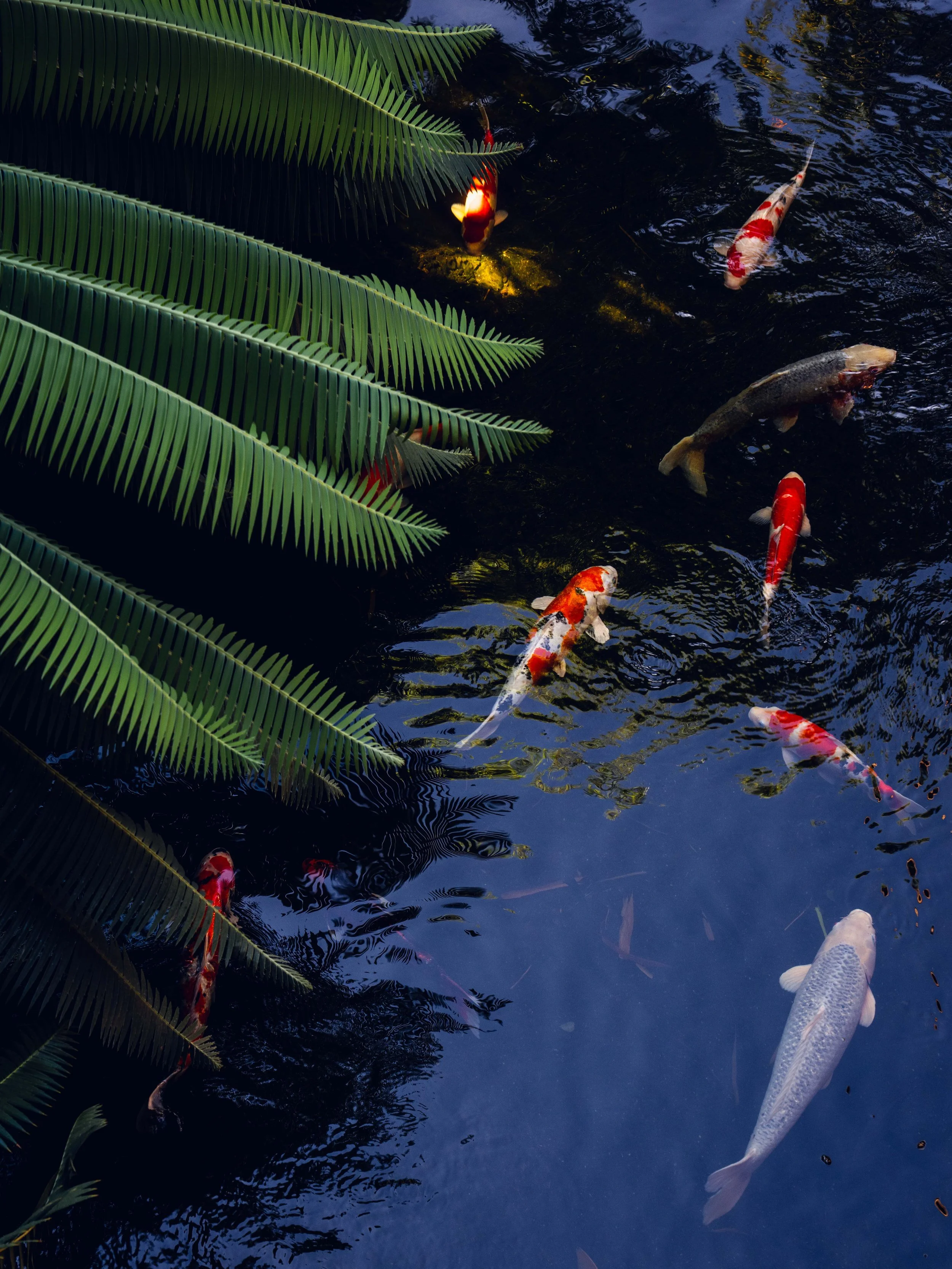 FourSeasons-Lanai-JoeThomas-11.jpg