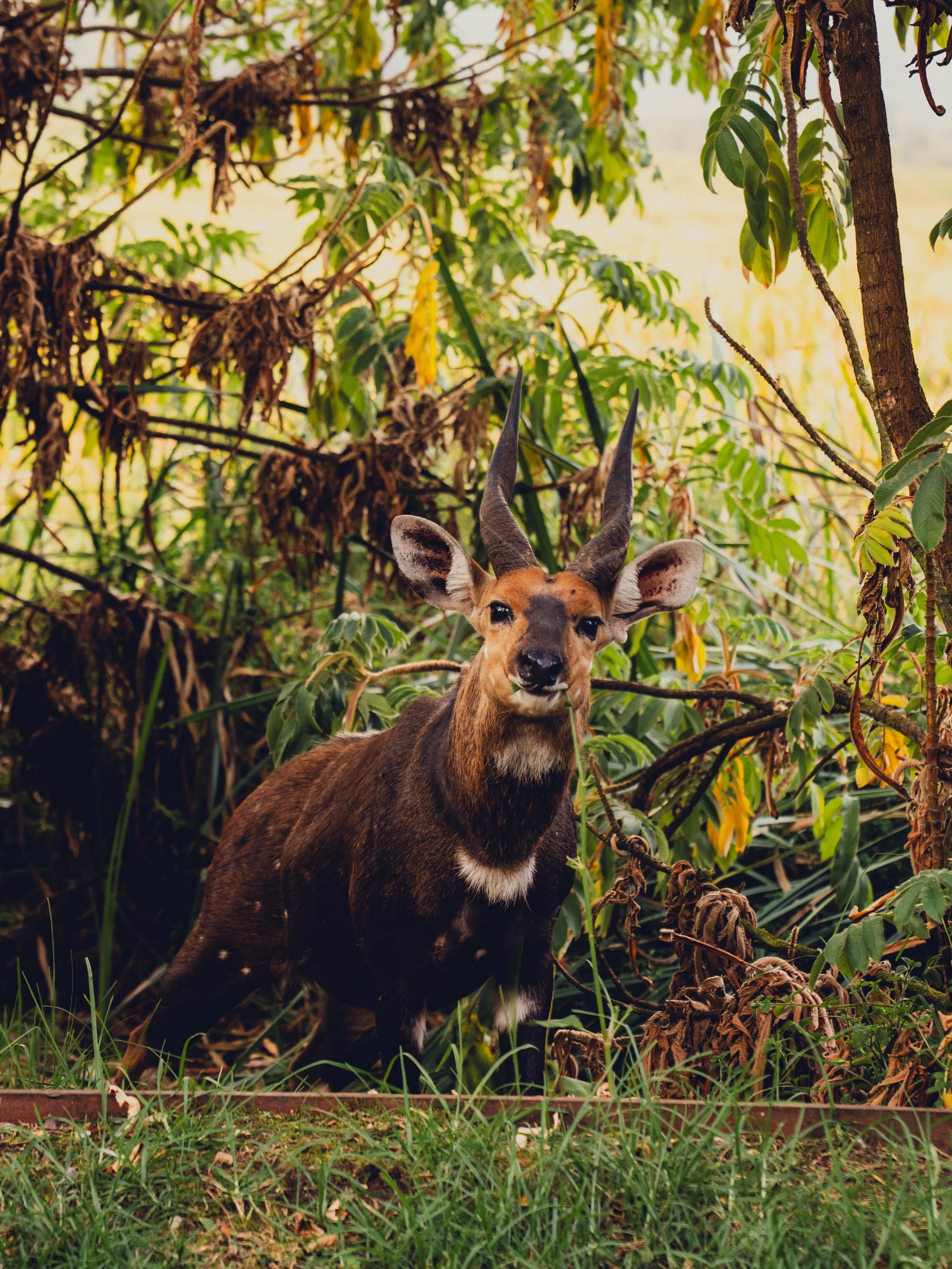 Singita-Kwitonda-JoeThomas-Rwanda-40.jpg