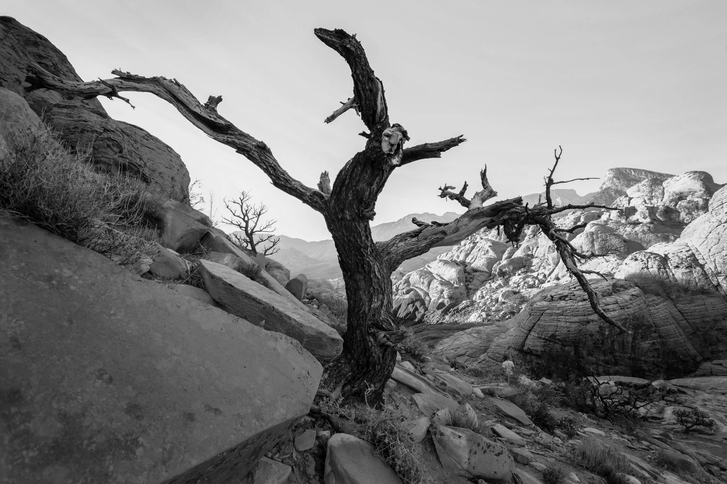 _MG_3812_1 copy_bw.jpg