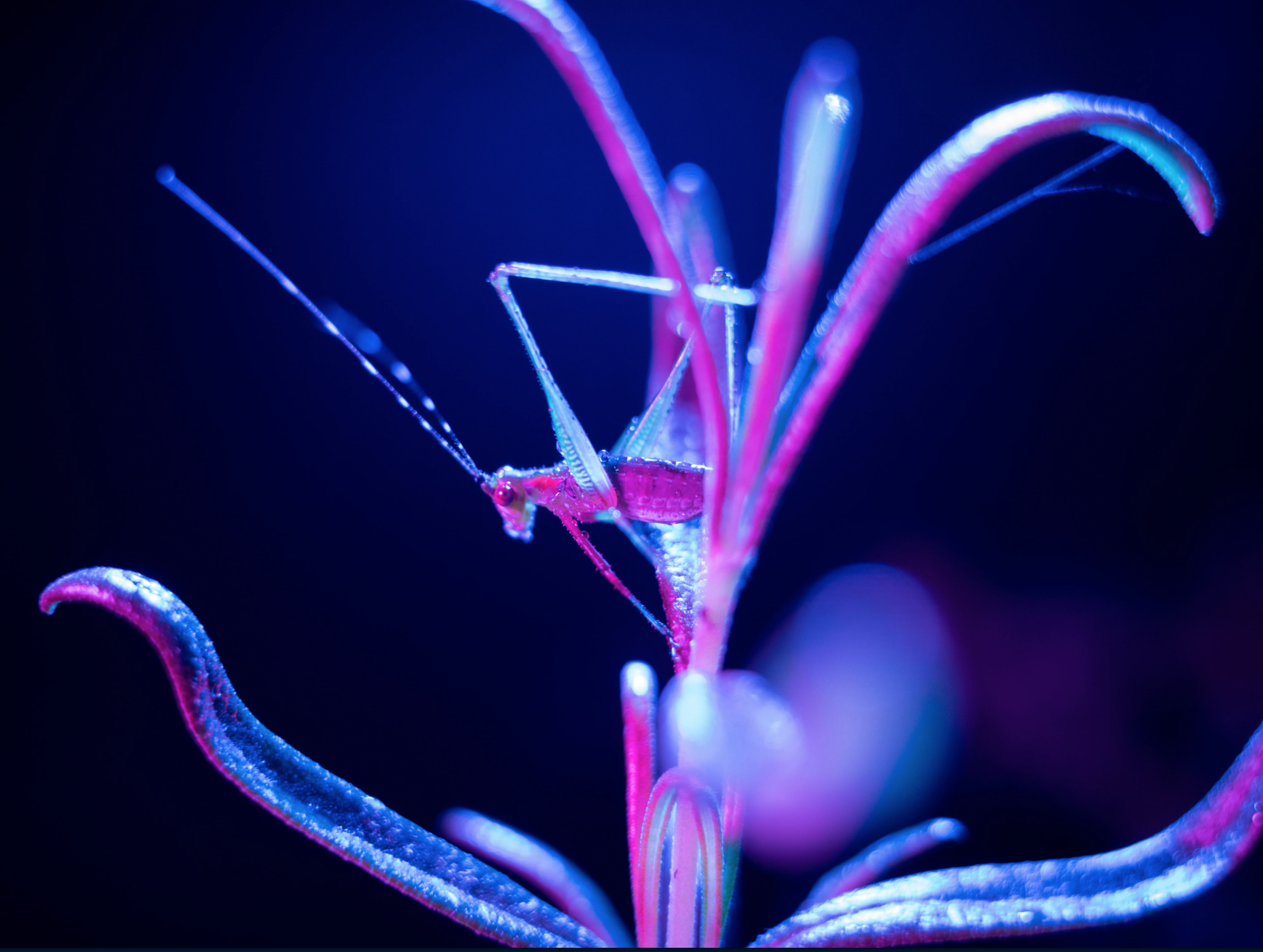 Screen Shot 2022-01-14 at 7.40.58 PM.png