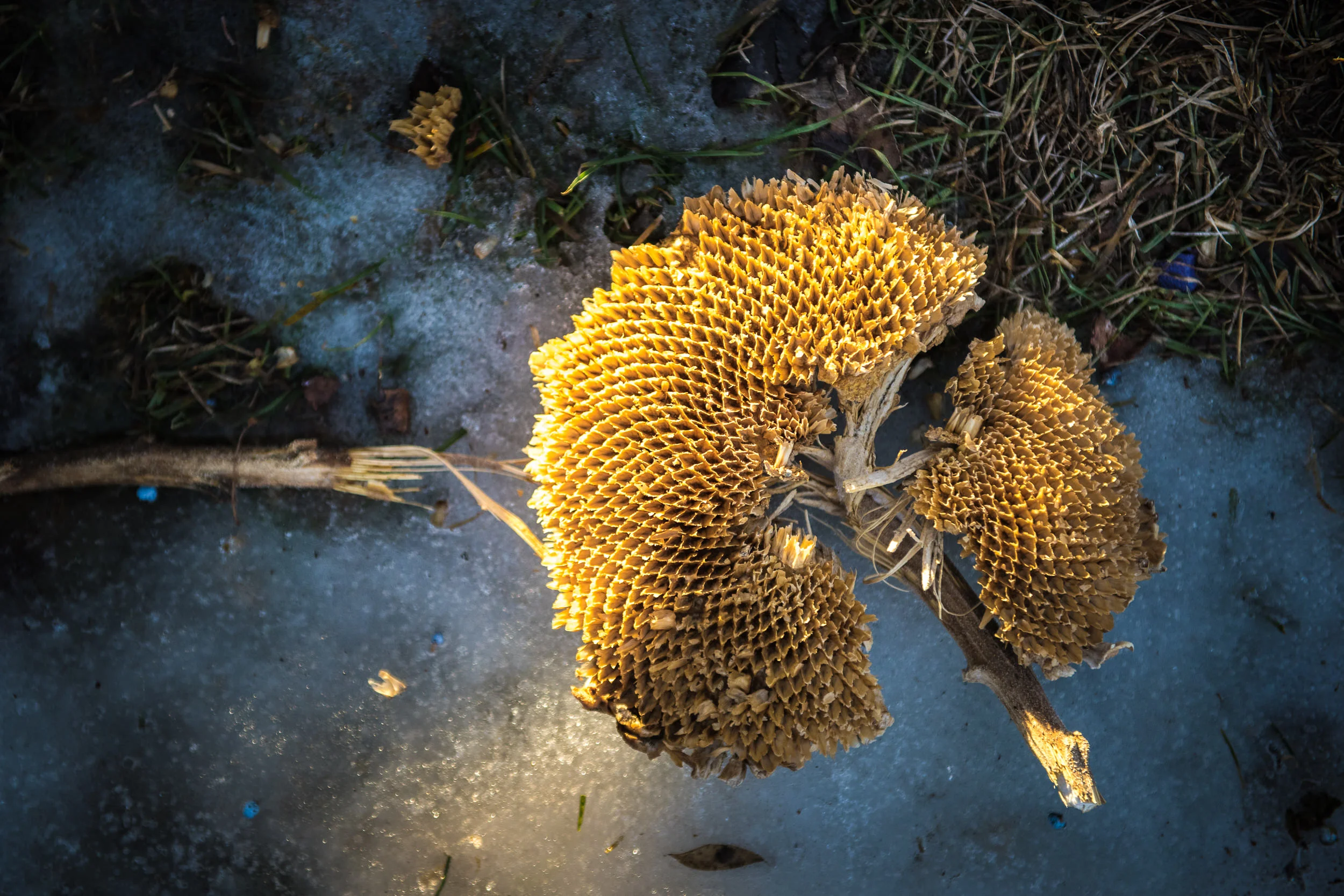 Blog - The Pen & Camera - Gratitude Journal, Inspirational, Writing, Denver, Colorado - Molly Rees Photo - winter sunflower M. Menschel