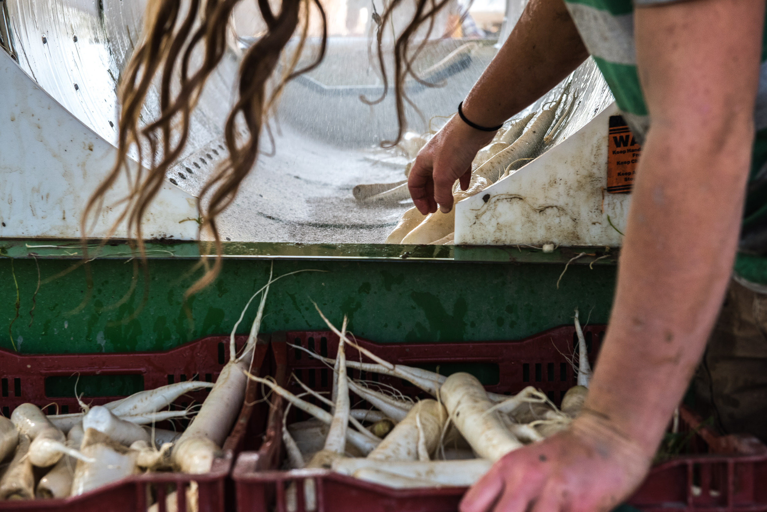 Red Wagon and Full Circle Farms colorado radish cabbage molly menschel WEB-7.jpg