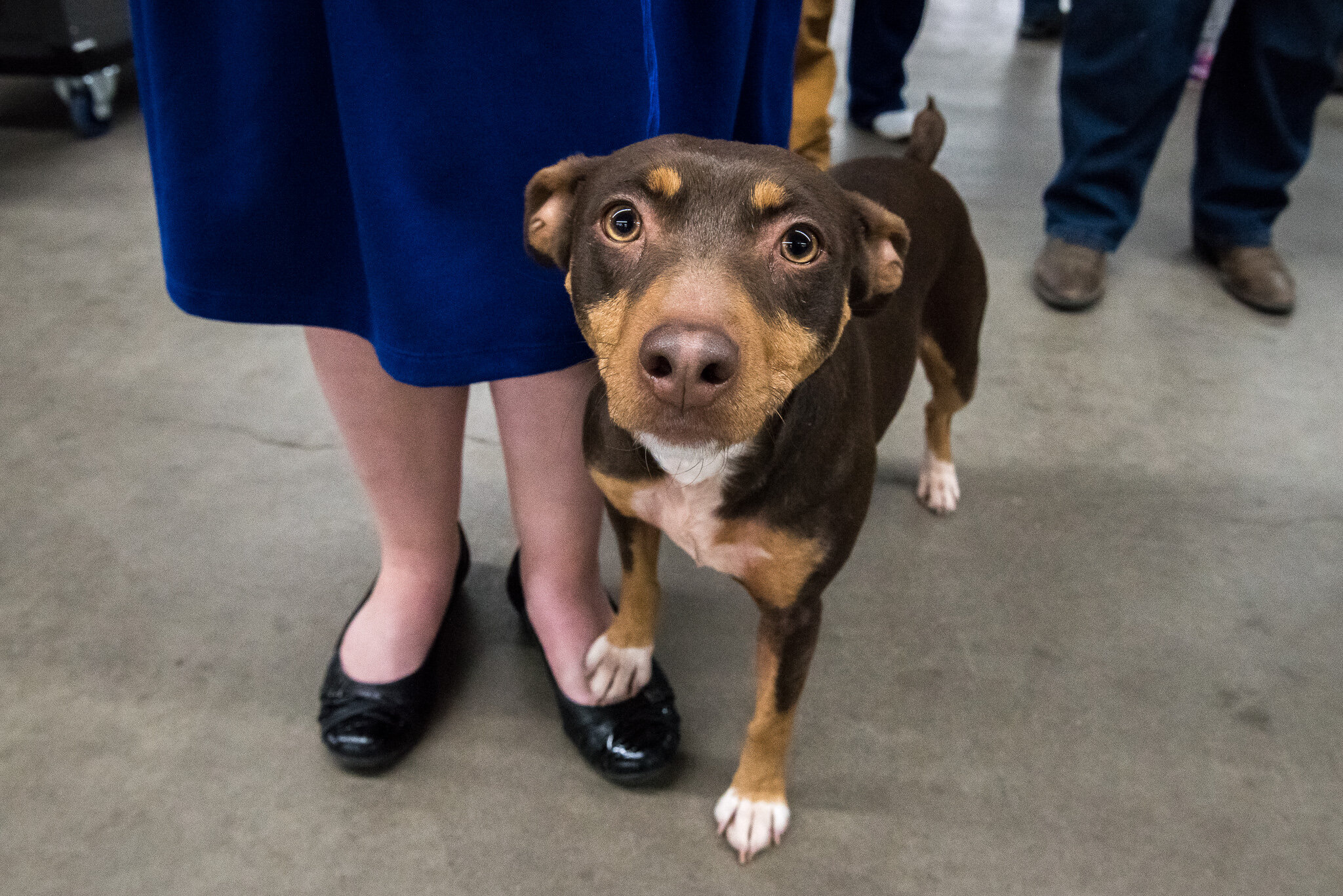 Colorado Kennel Club Dog Show Denver Molly Menschel WEB-3.jpg