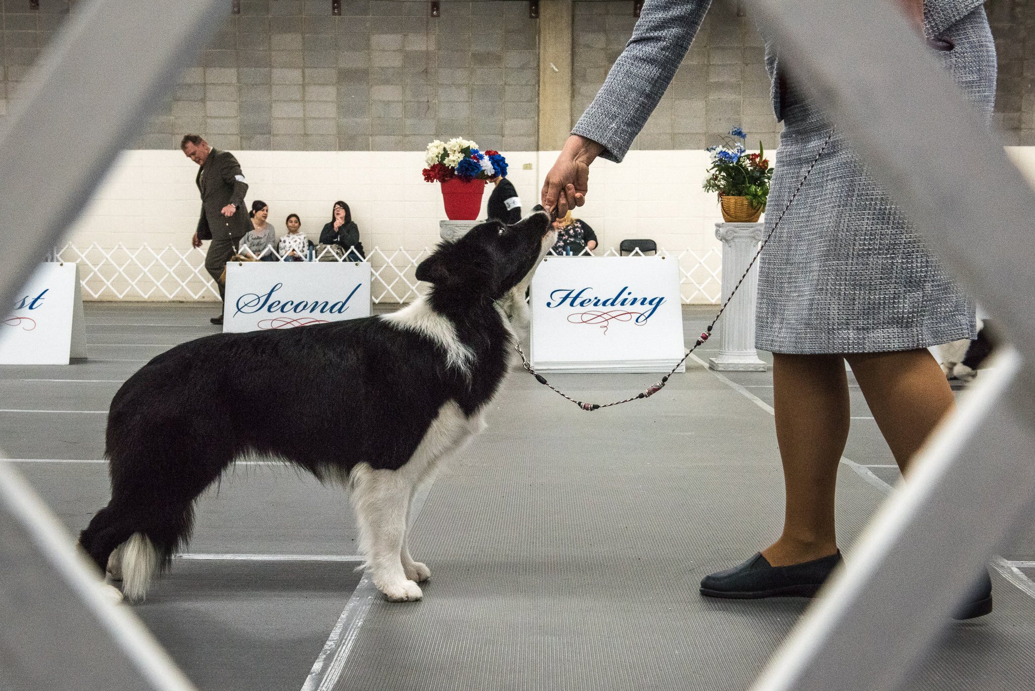 Colorado Kennel Club Dog Show Denver Molly Menschel WEB-11.jpg