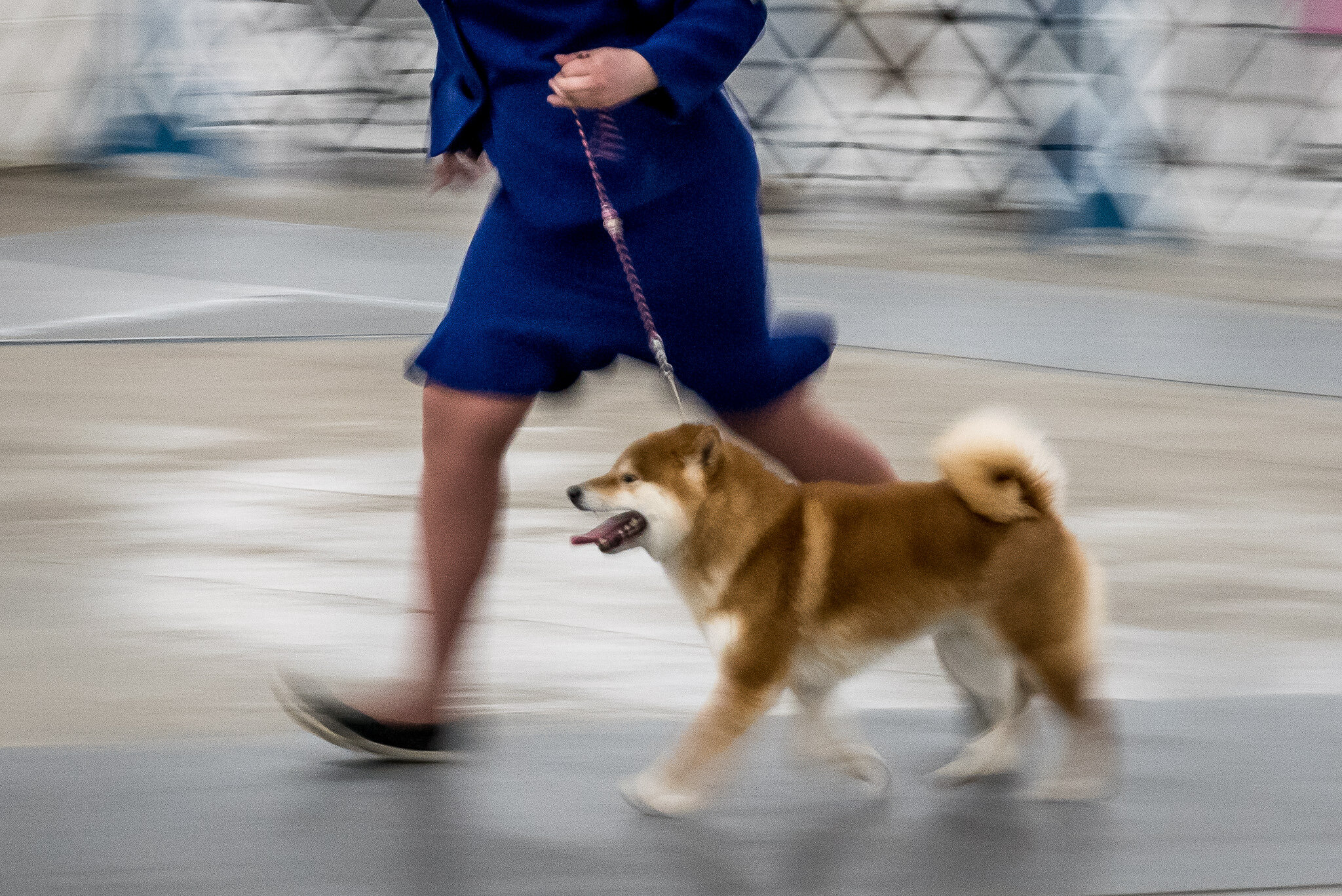 colorado kennel club denver dog show molly menschel WEB-15.jpg