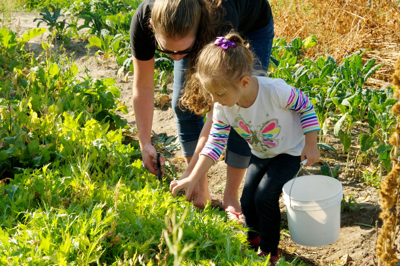 Children picking lettuces at Terrapin Farm that were later served for the salad course at the farm to table dinner