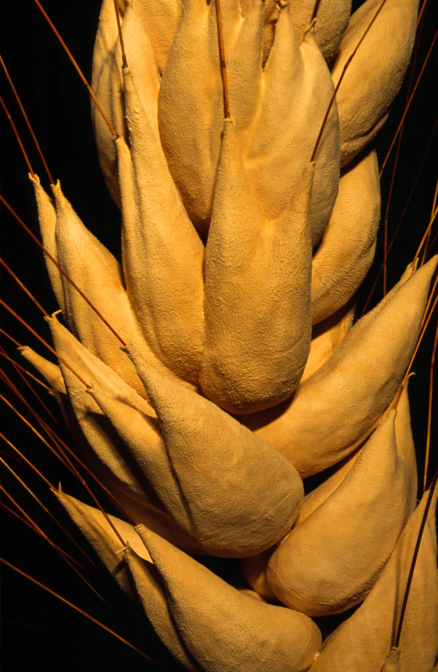 Wheat ©2007