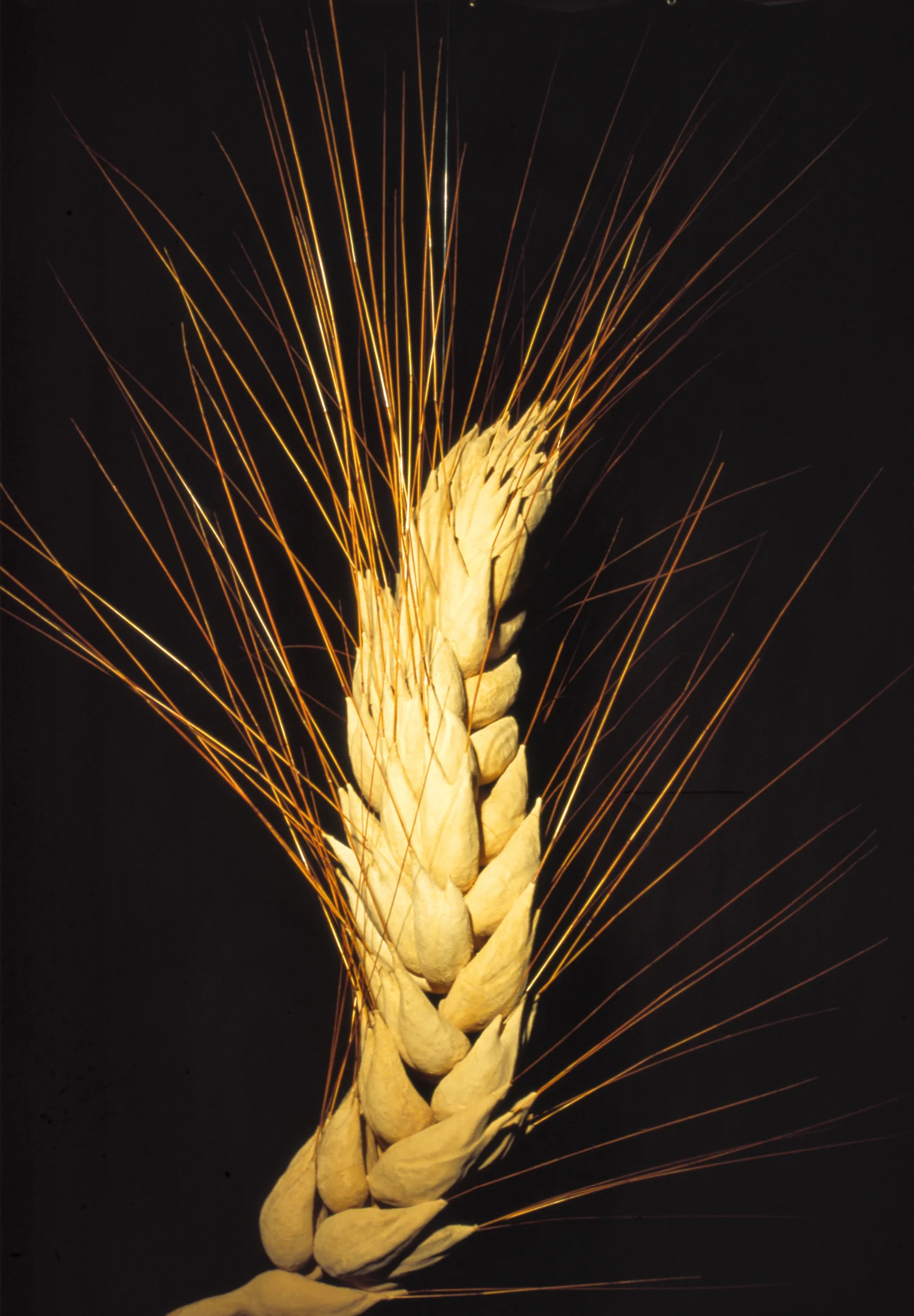 Wheat 1 ©2007
