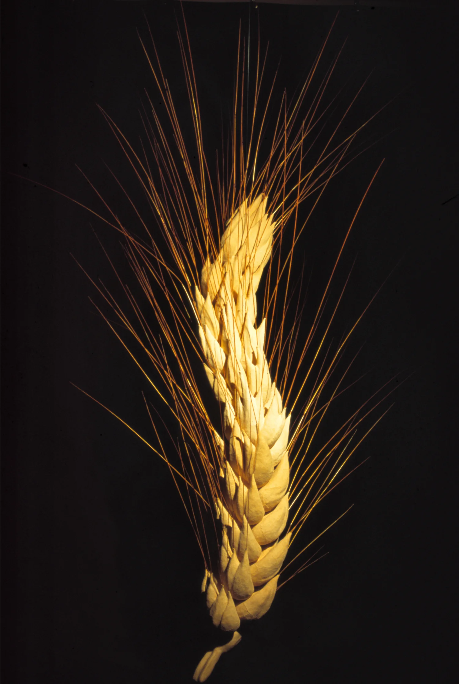 Wheat 2 ©2007