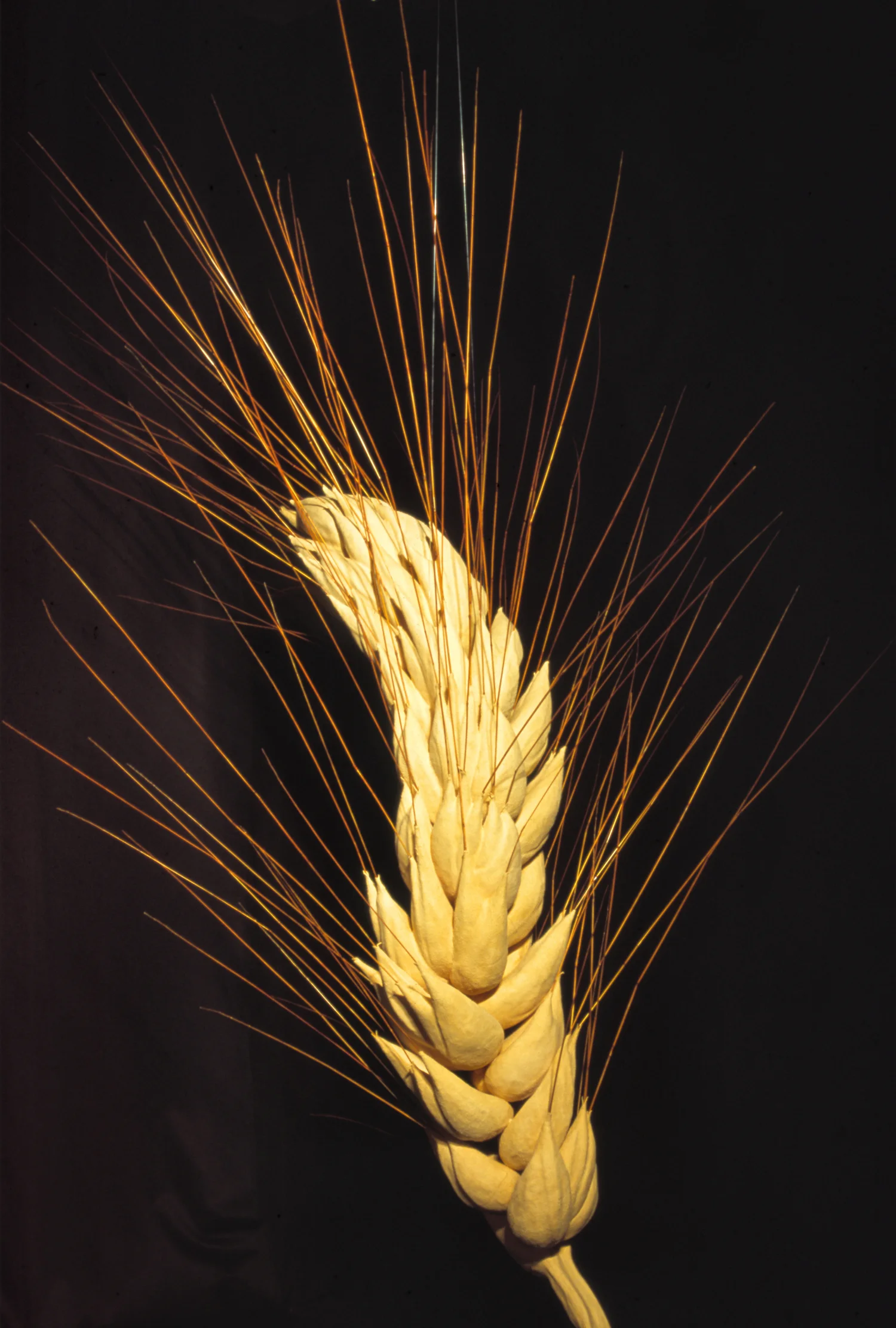 Wheat 3 ©2007