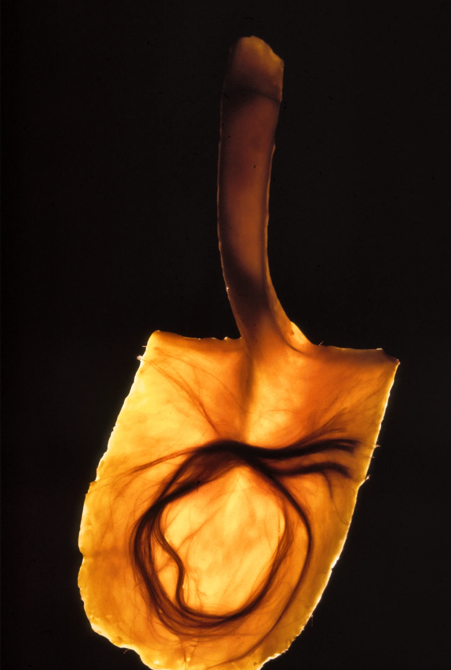 Shovel 20 ©2000