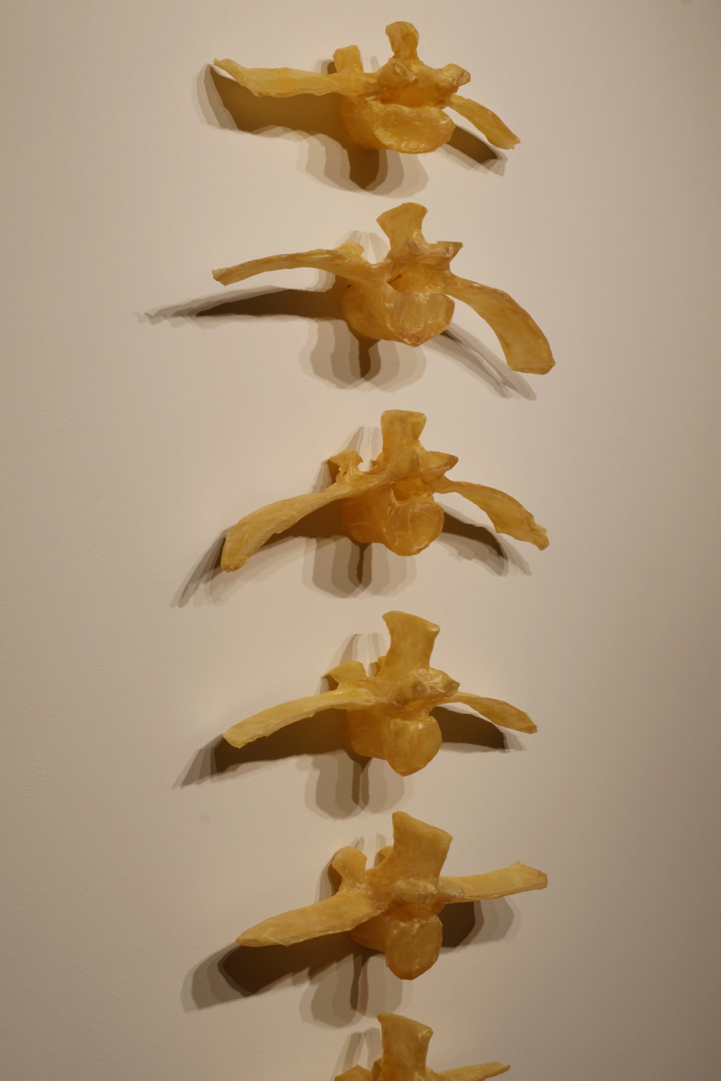 Spinal Column ©2013/2020