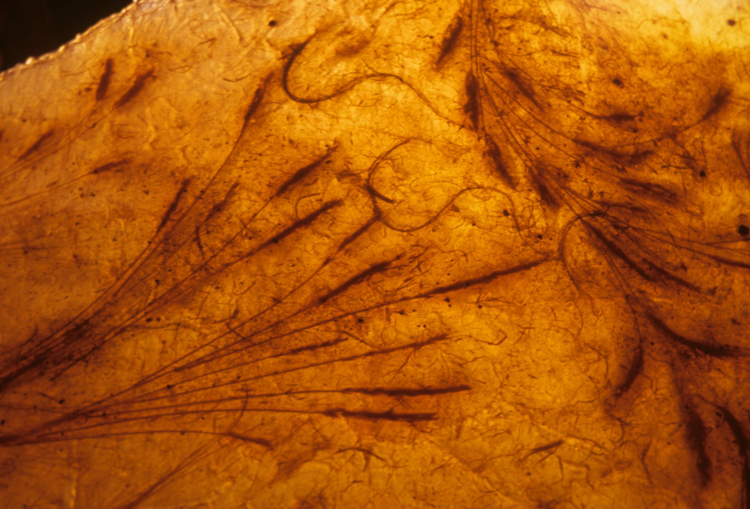 Detail: Forces of Labor: Backbone