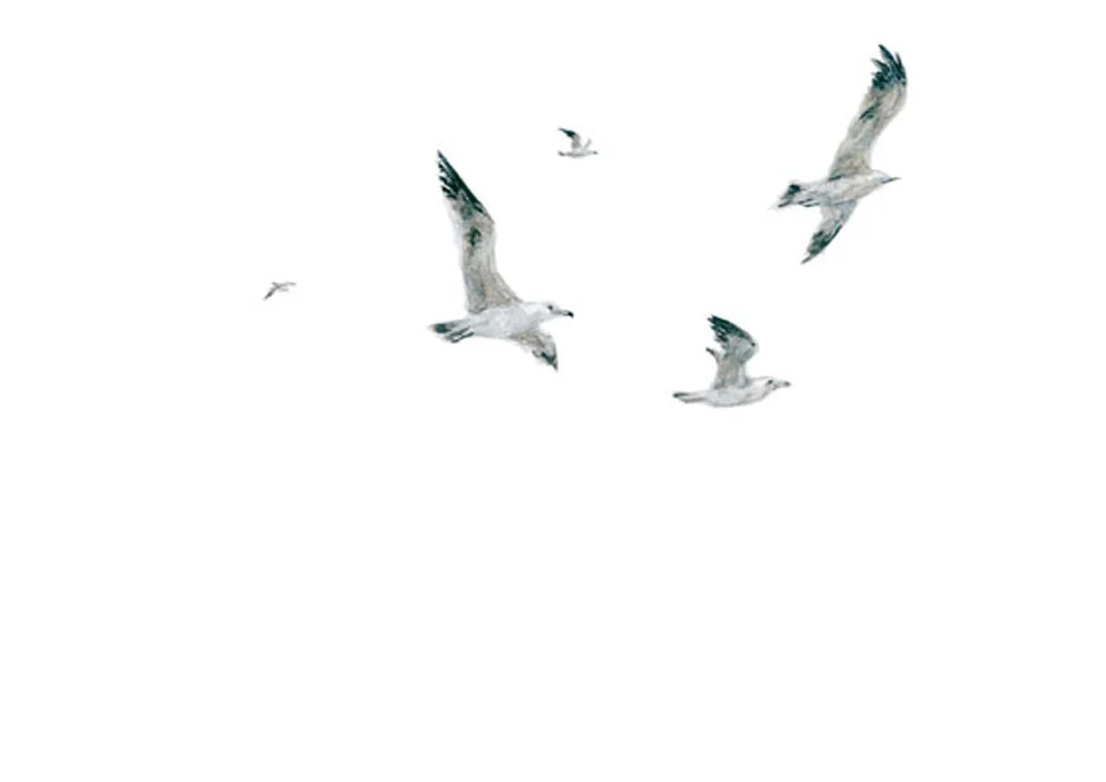web.gull-1.jpg