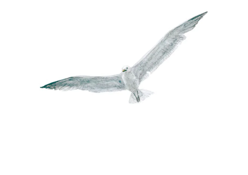 web.gull-2.jpg