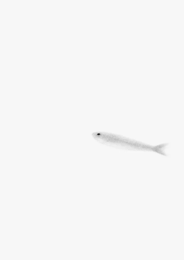 WEB.sardine1.jpg
