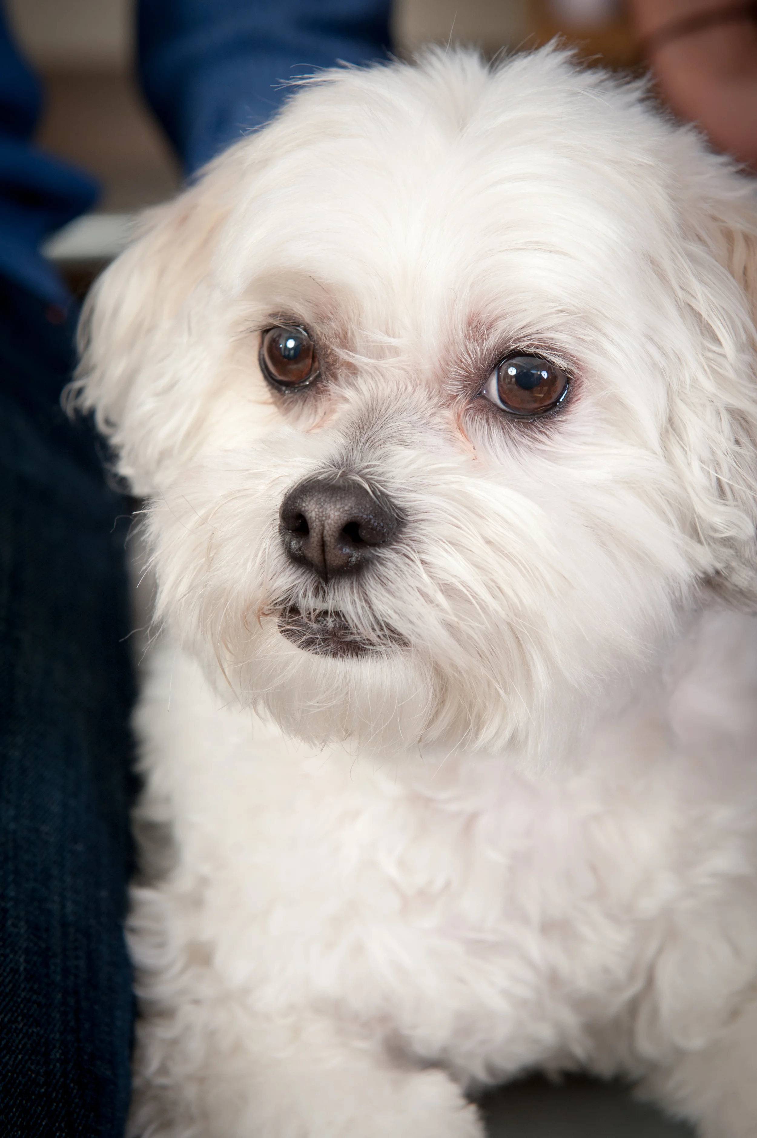 Zoe | World Famous Winery Dog