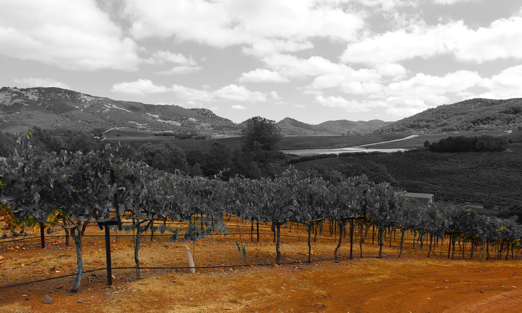 Meadowrock Vineyard, Atlas Peak, Napa Valley