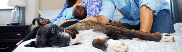 Bringing Home Baby to your Family Dog