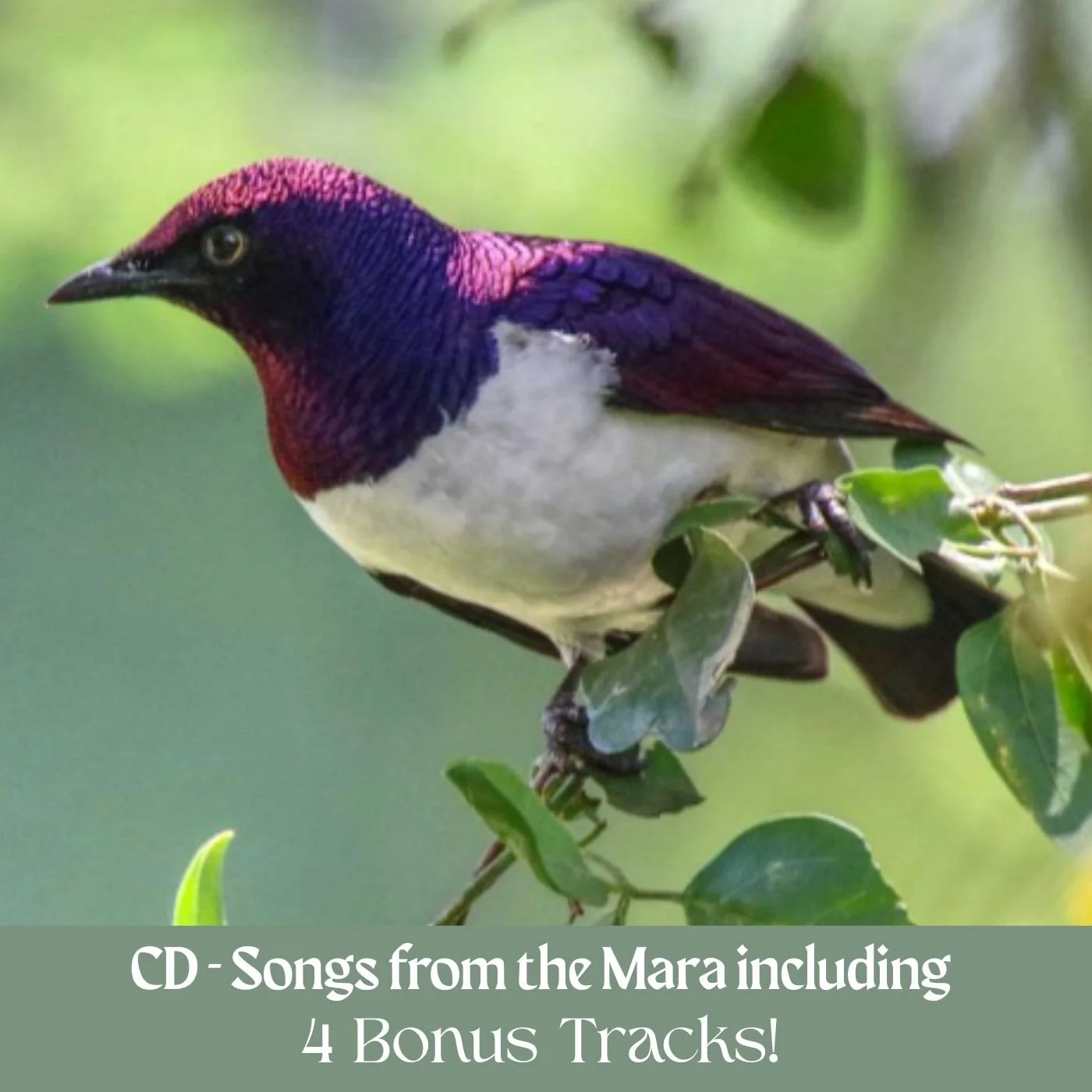 Serene Sonics Covers.jpg