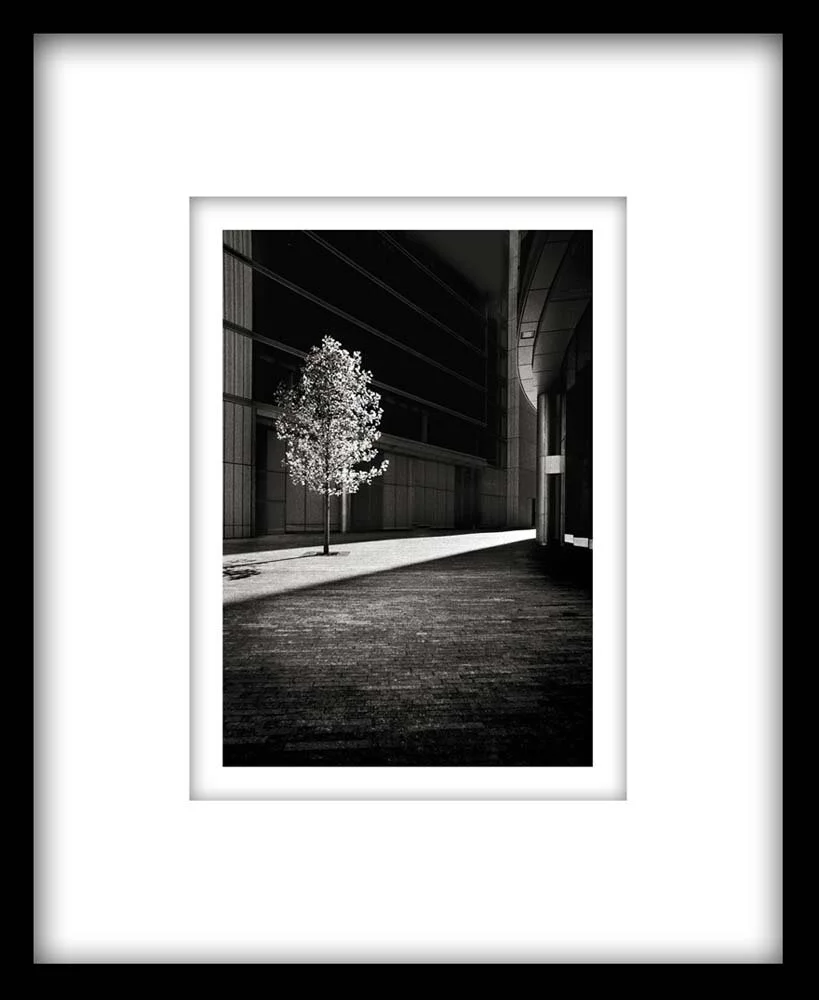 London Tree-Squarespace.jpg