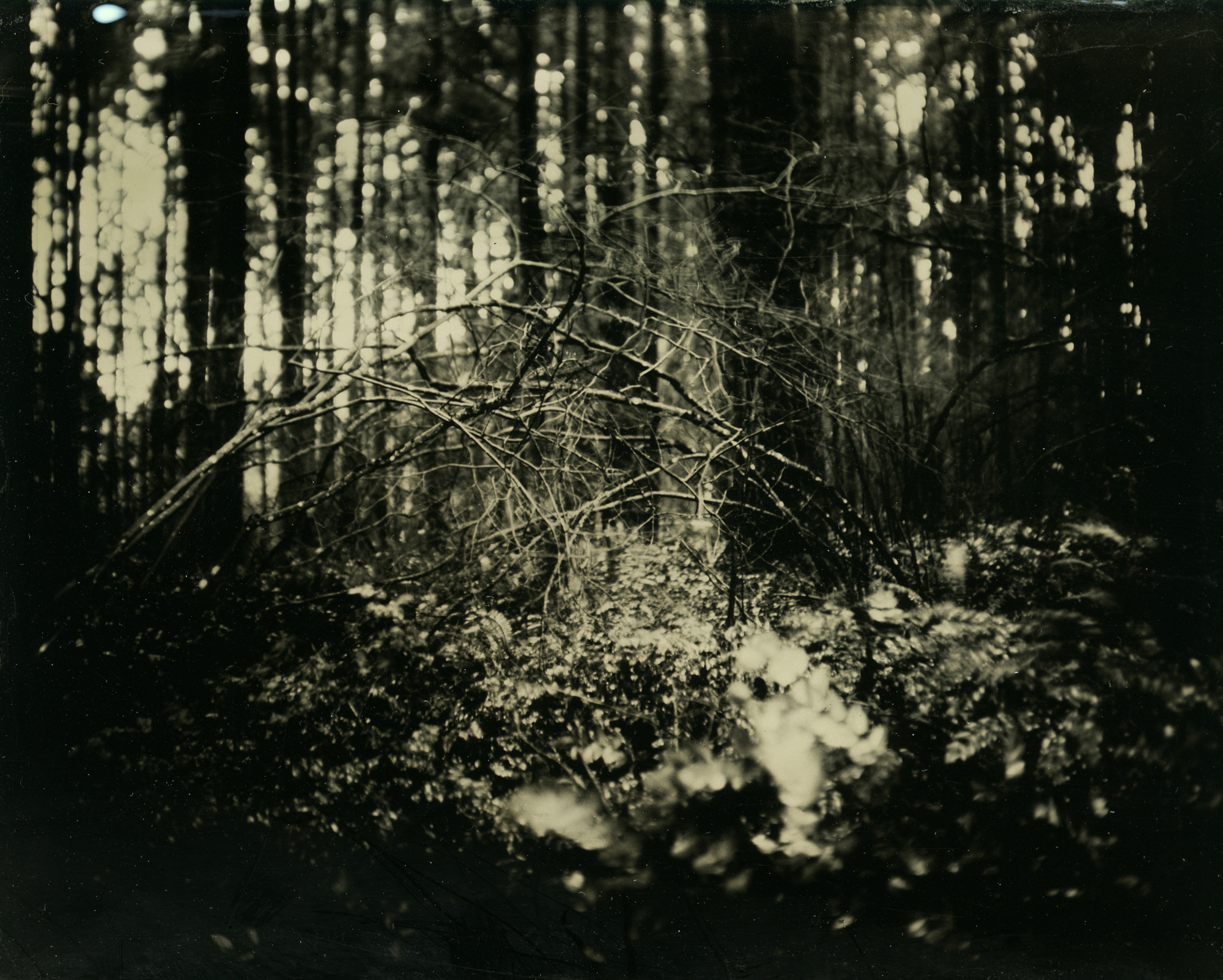 Tintype_Oregon_Landscape.jpg