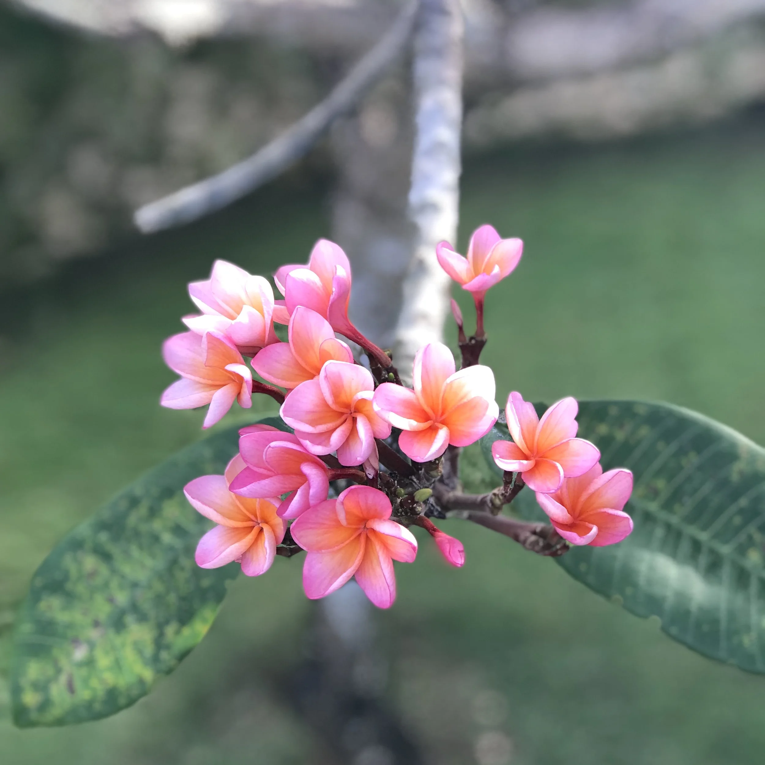 Feminine Freedom Accountability Group - Five Week Series