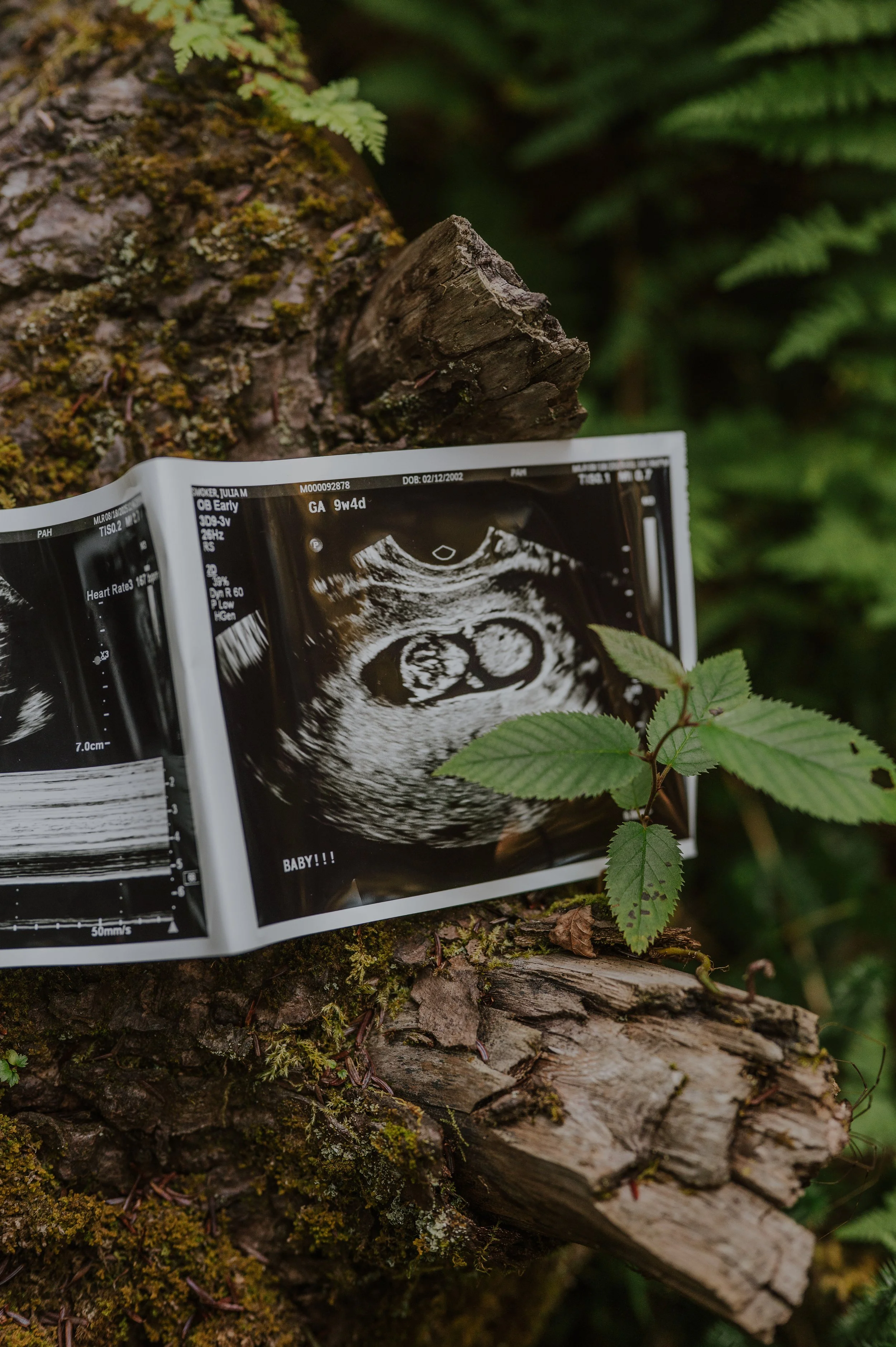  maternity photos in cooks forest western pa by logan tilley photo 