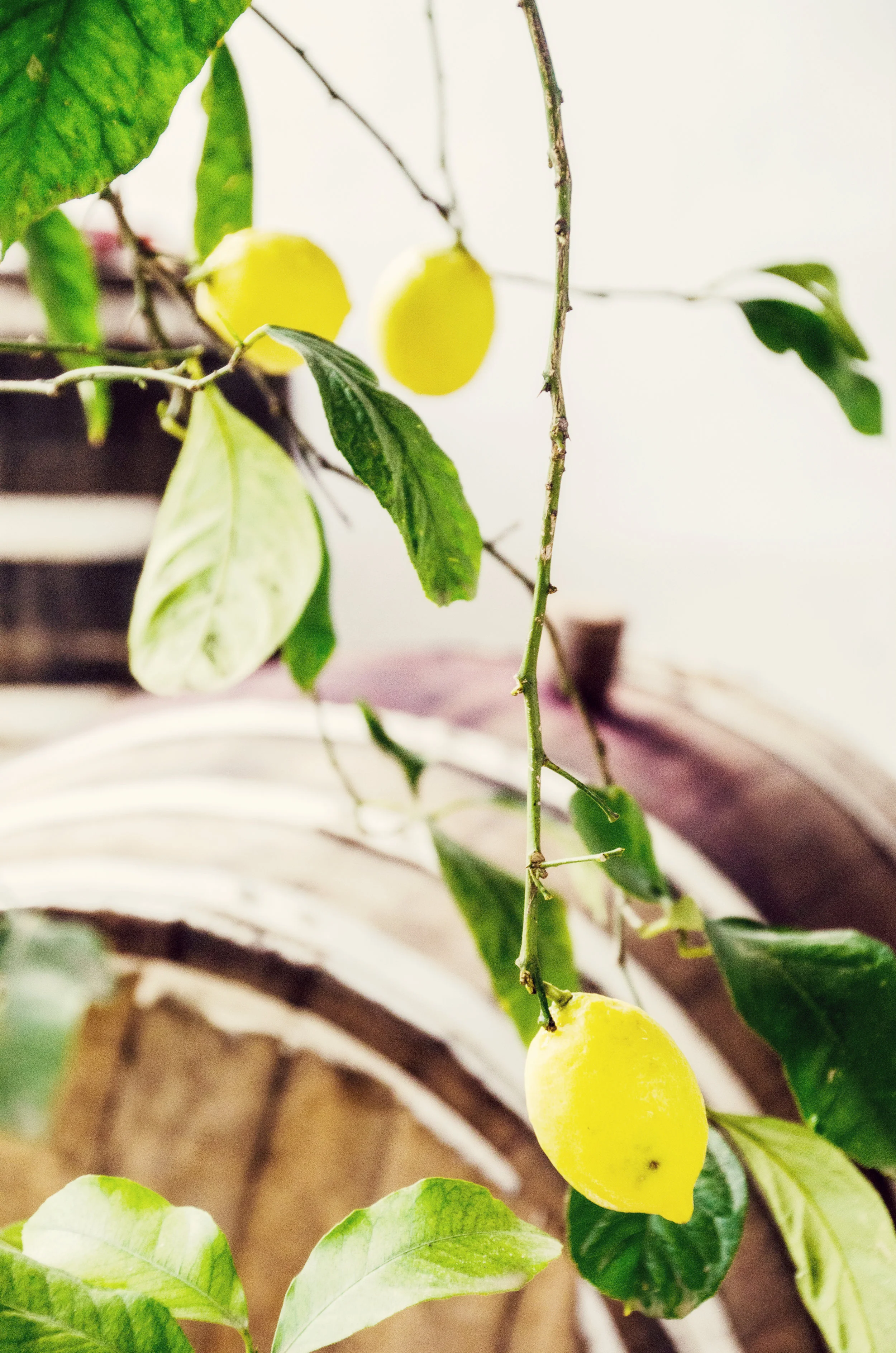 Lemon Libations