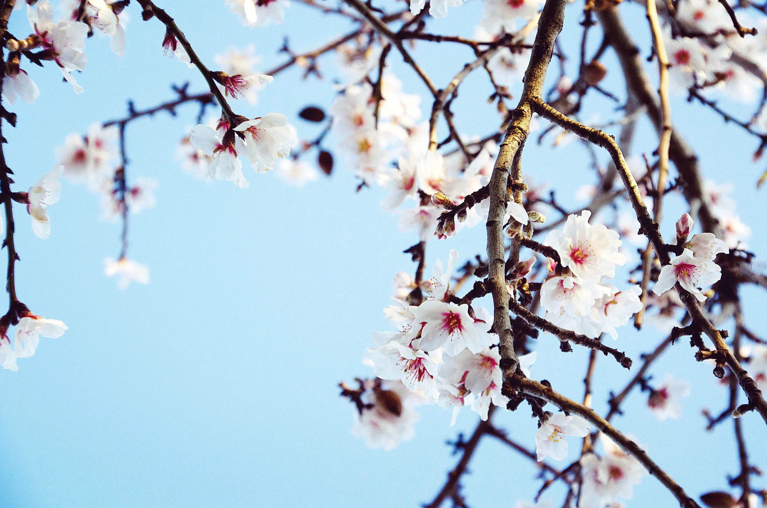 almond blossom.jpg