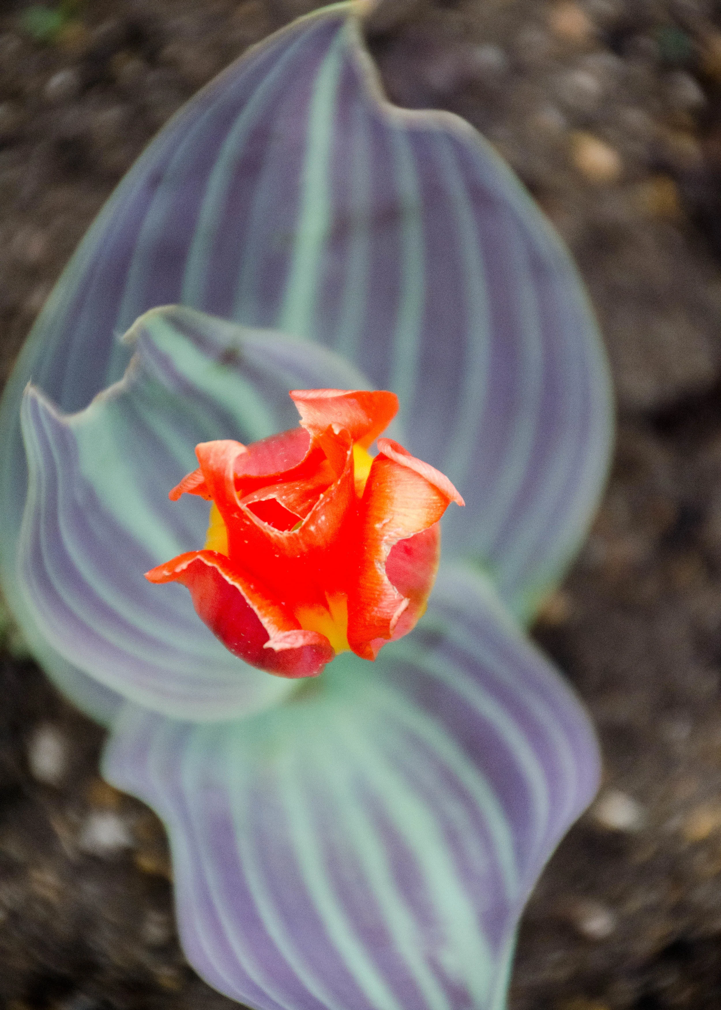 DSC_0870.jpg