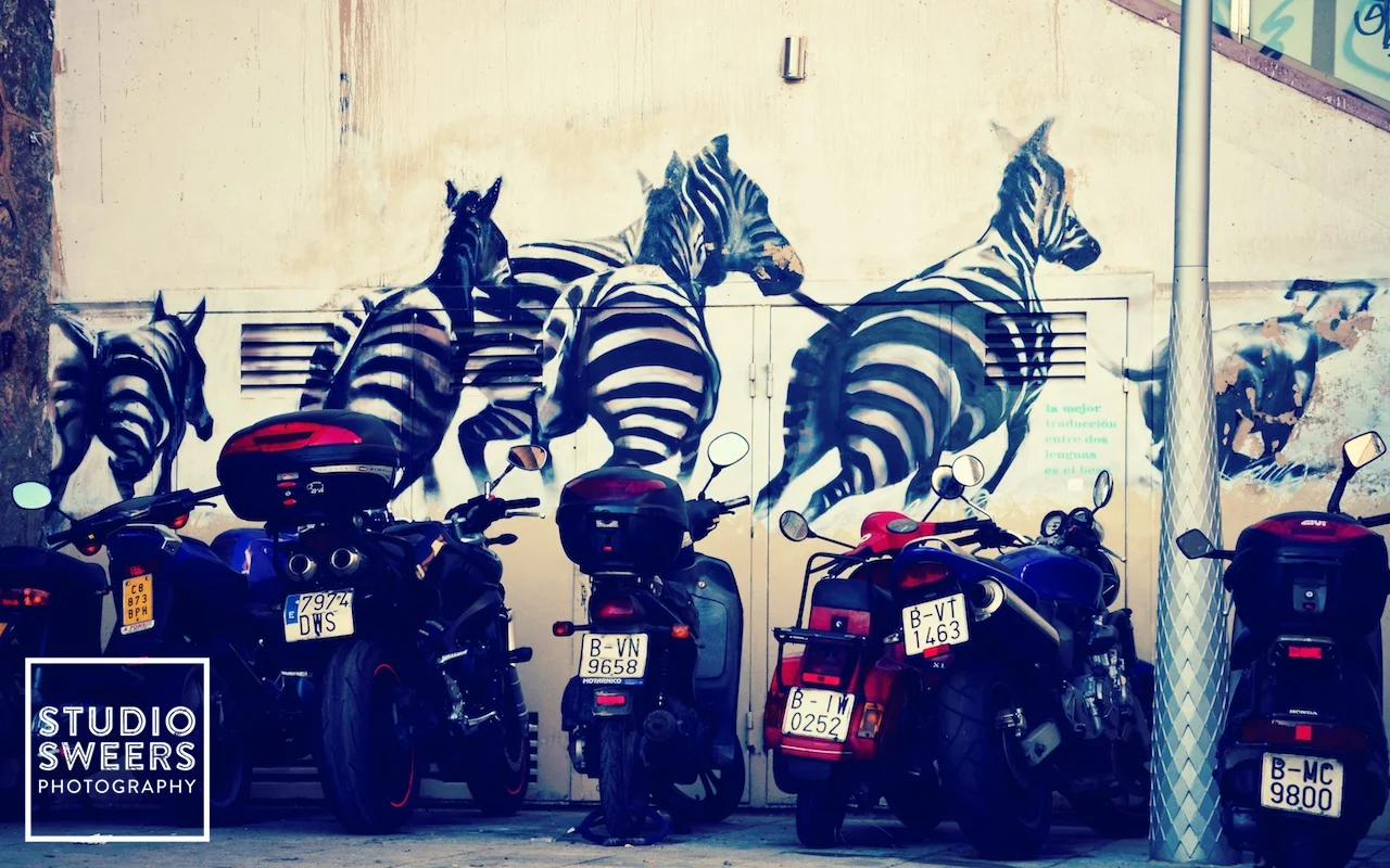 zebra.jpg