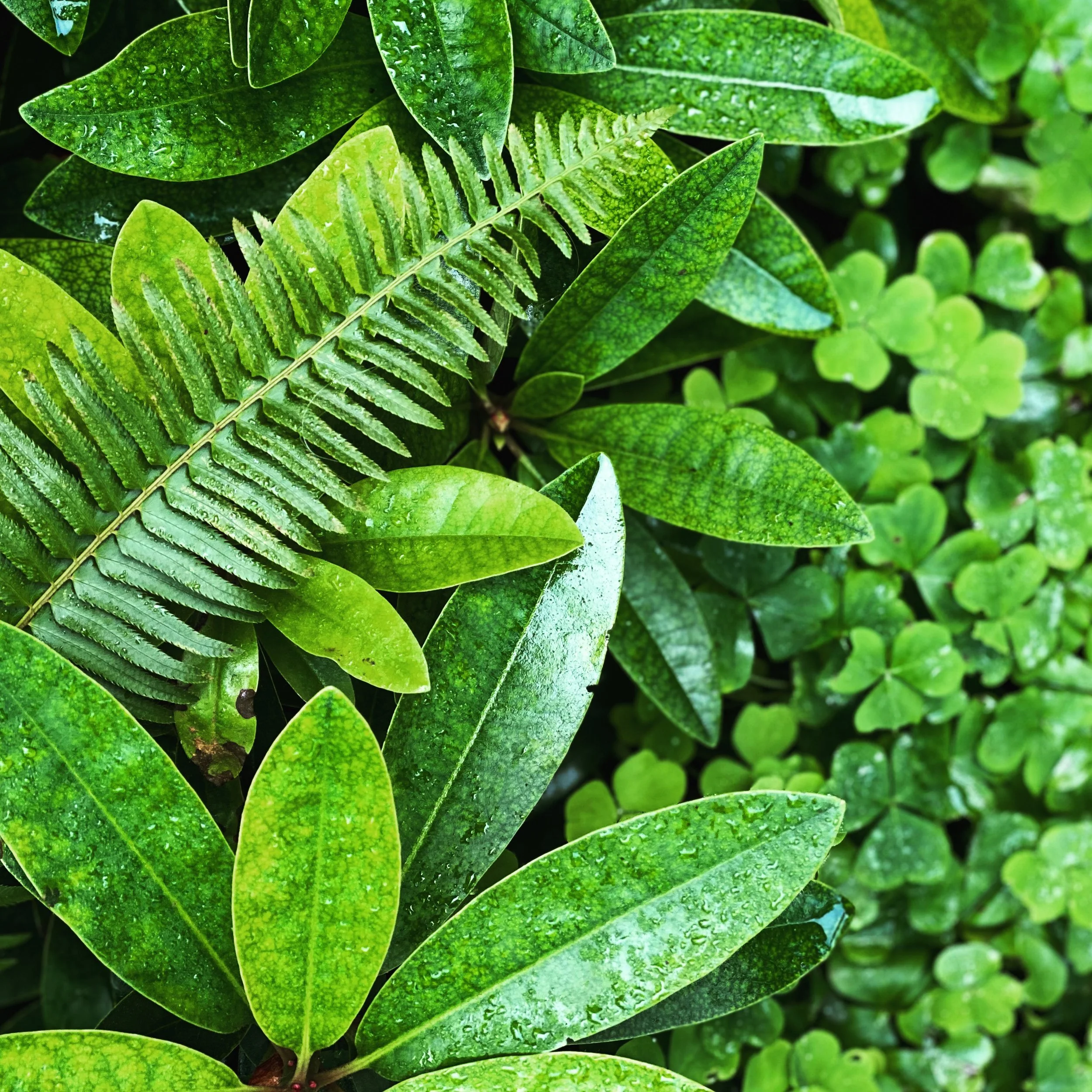 3C7FFAB6-5C49-4F68-A6A1-854C3DB67AFA 2.JPG