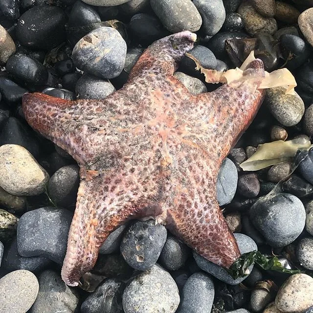 Starfish ⭐️ I found this treasure on my walk on the beach. They symbolize regeneration and regrowth. Feels like a great sign of hope, inspiration and renewal. #mondaymotivation #motivation