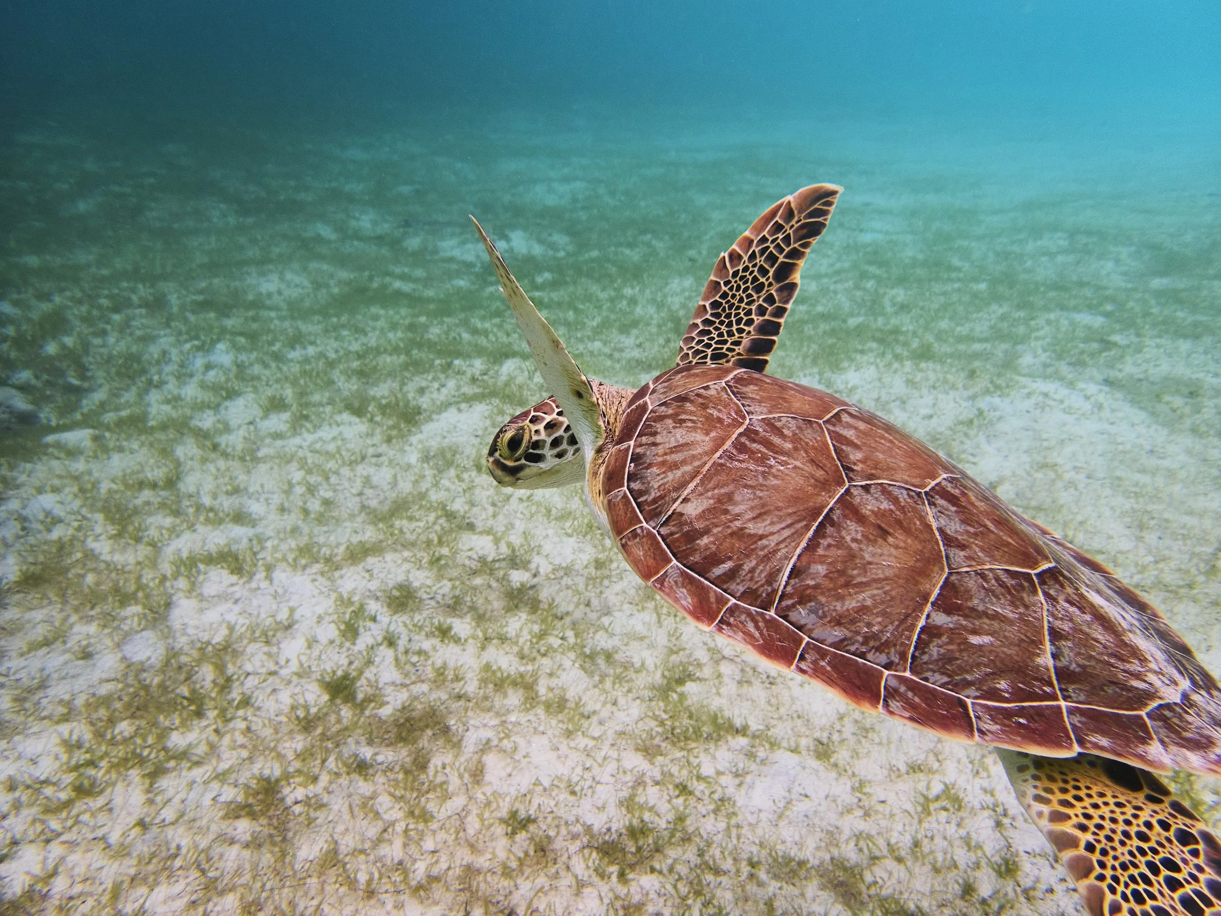 USVI_2021_Turtles_Coral_854.jpg