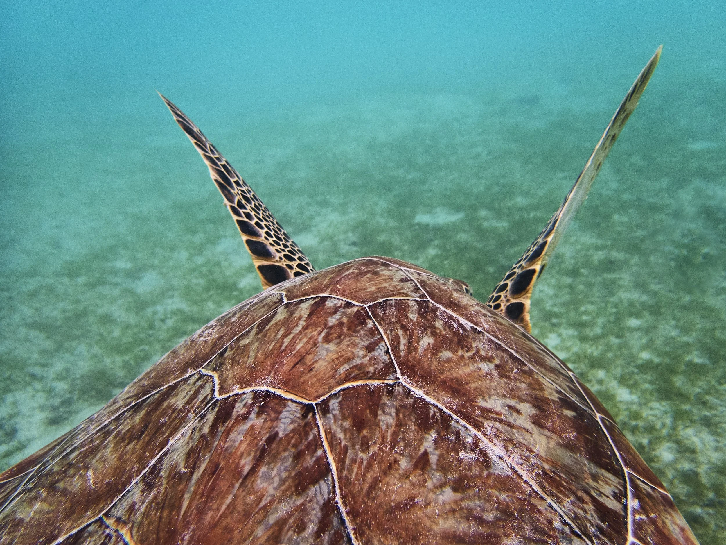 USVI_2021_Turtles_Coral_791.jpg