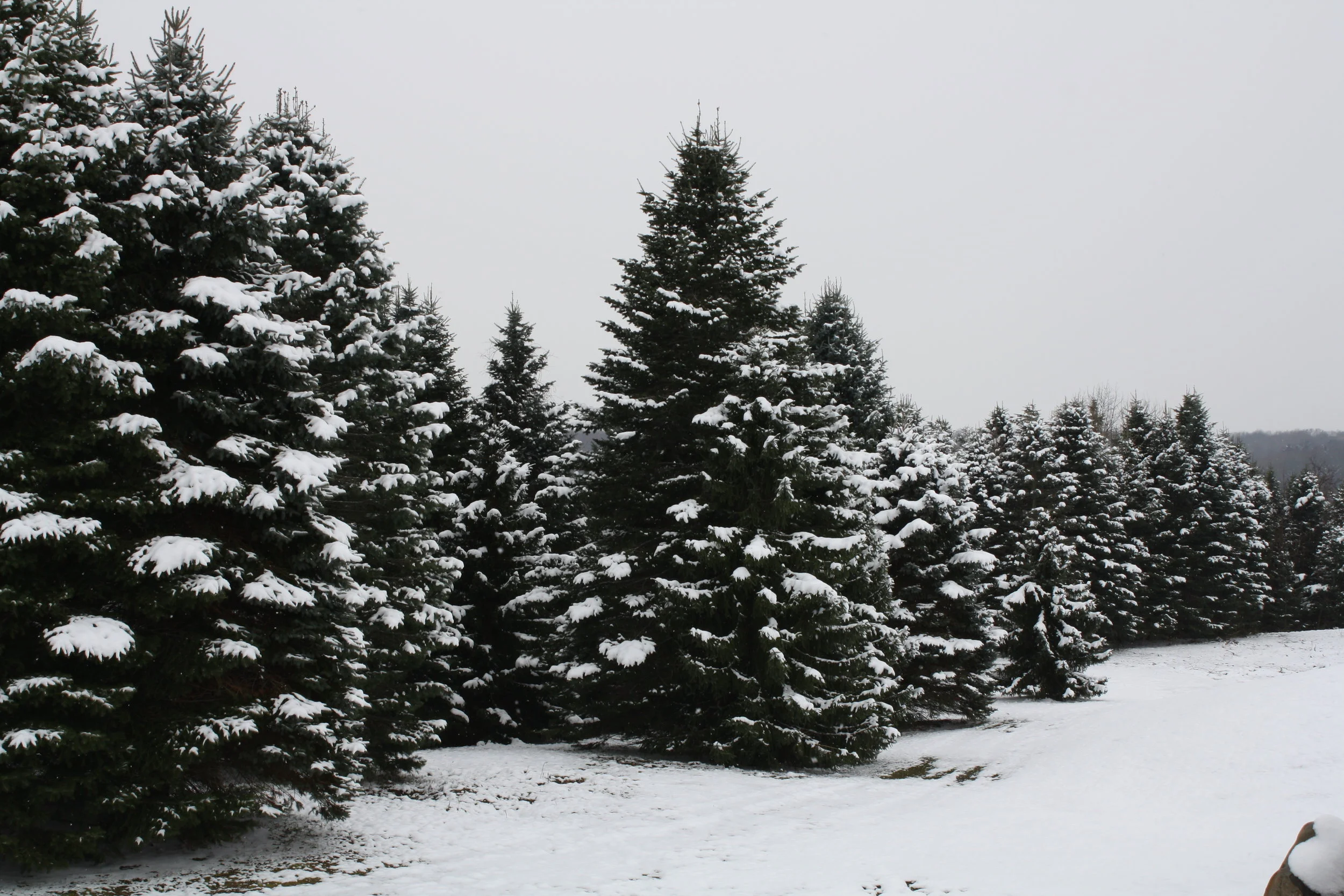 Otsego Schools Sled Competition