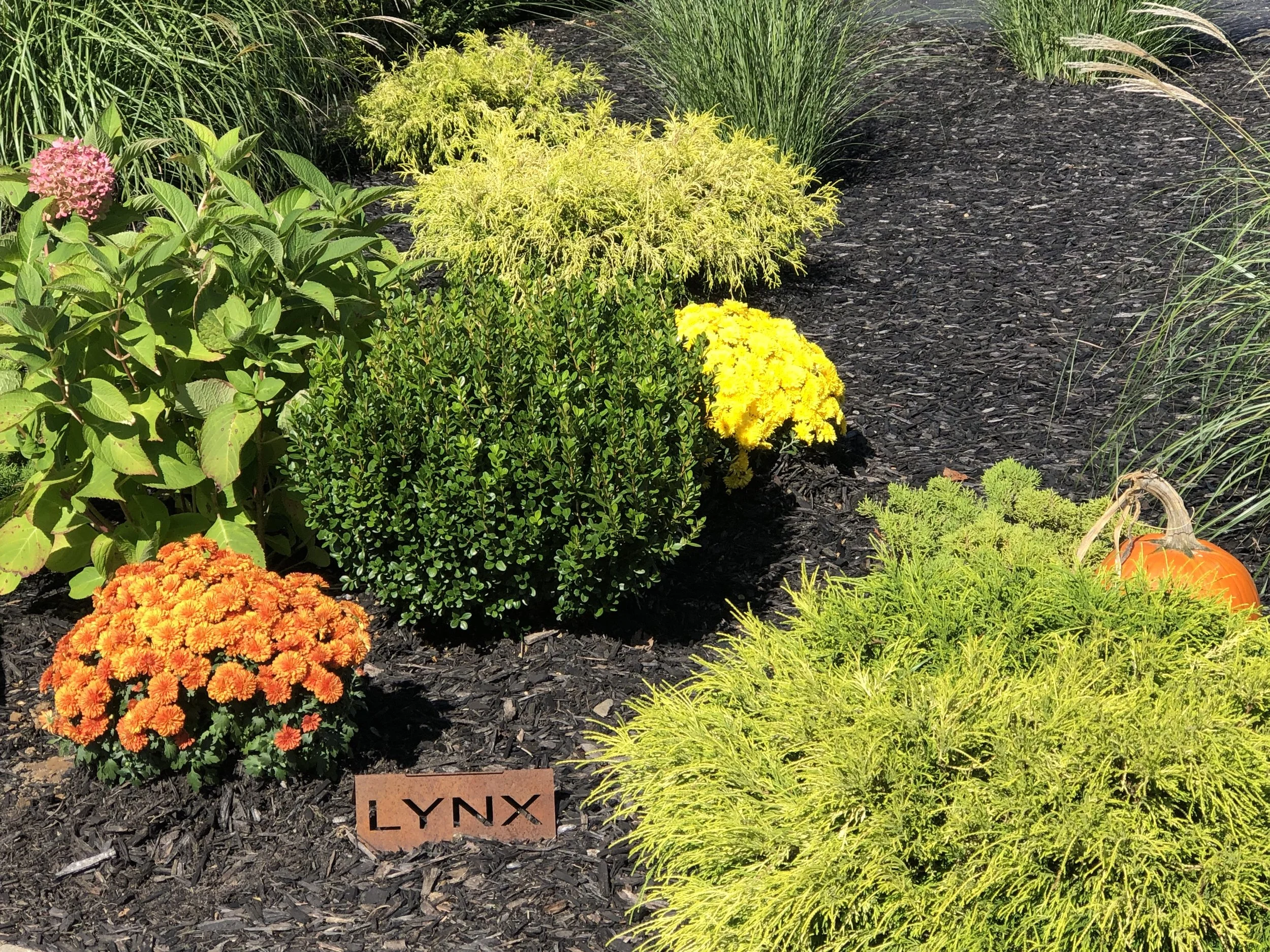 LYNX Ladies Fall Frolic