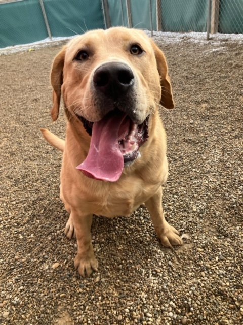 6 month old lab puppy 2025