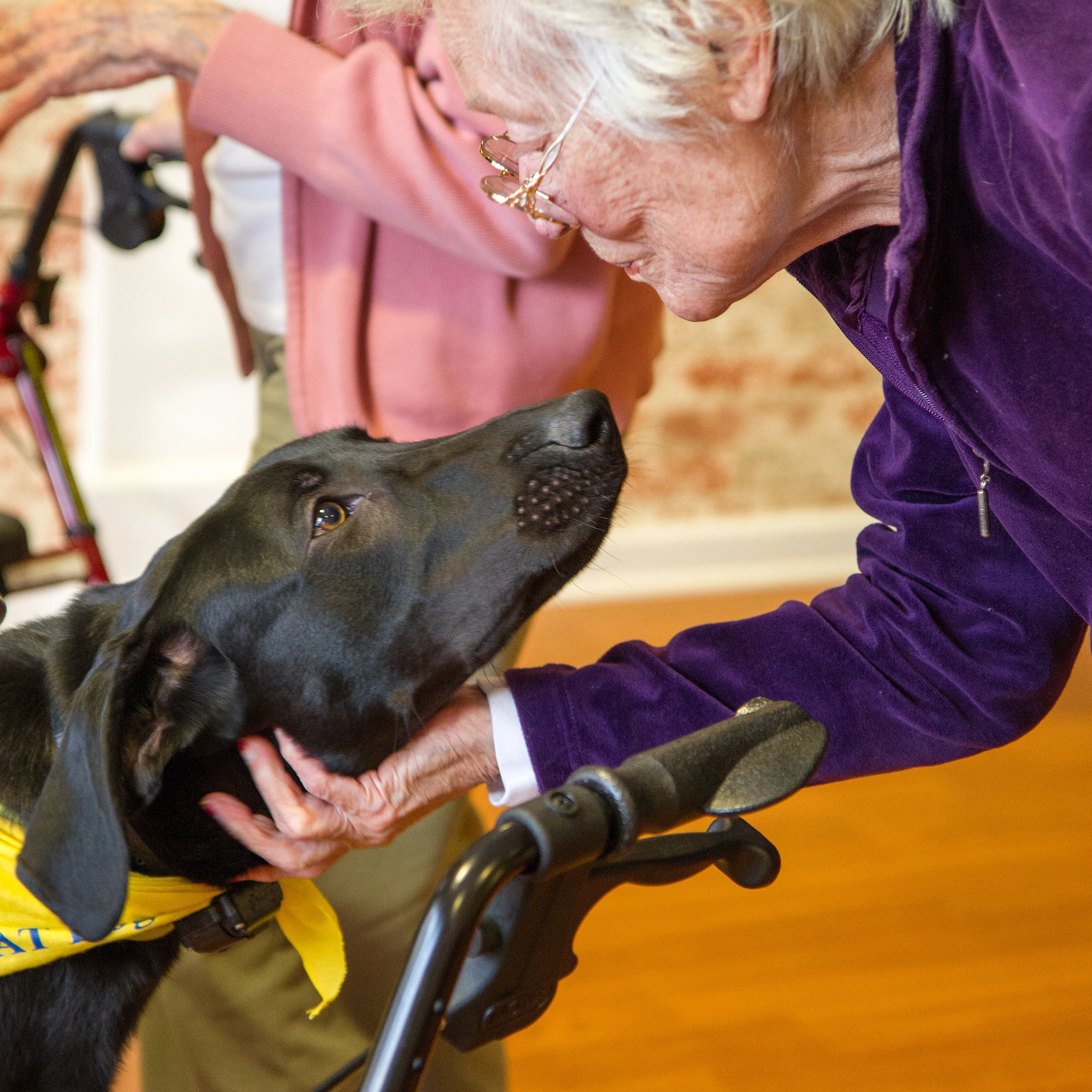 Therapy dog 3.jpg