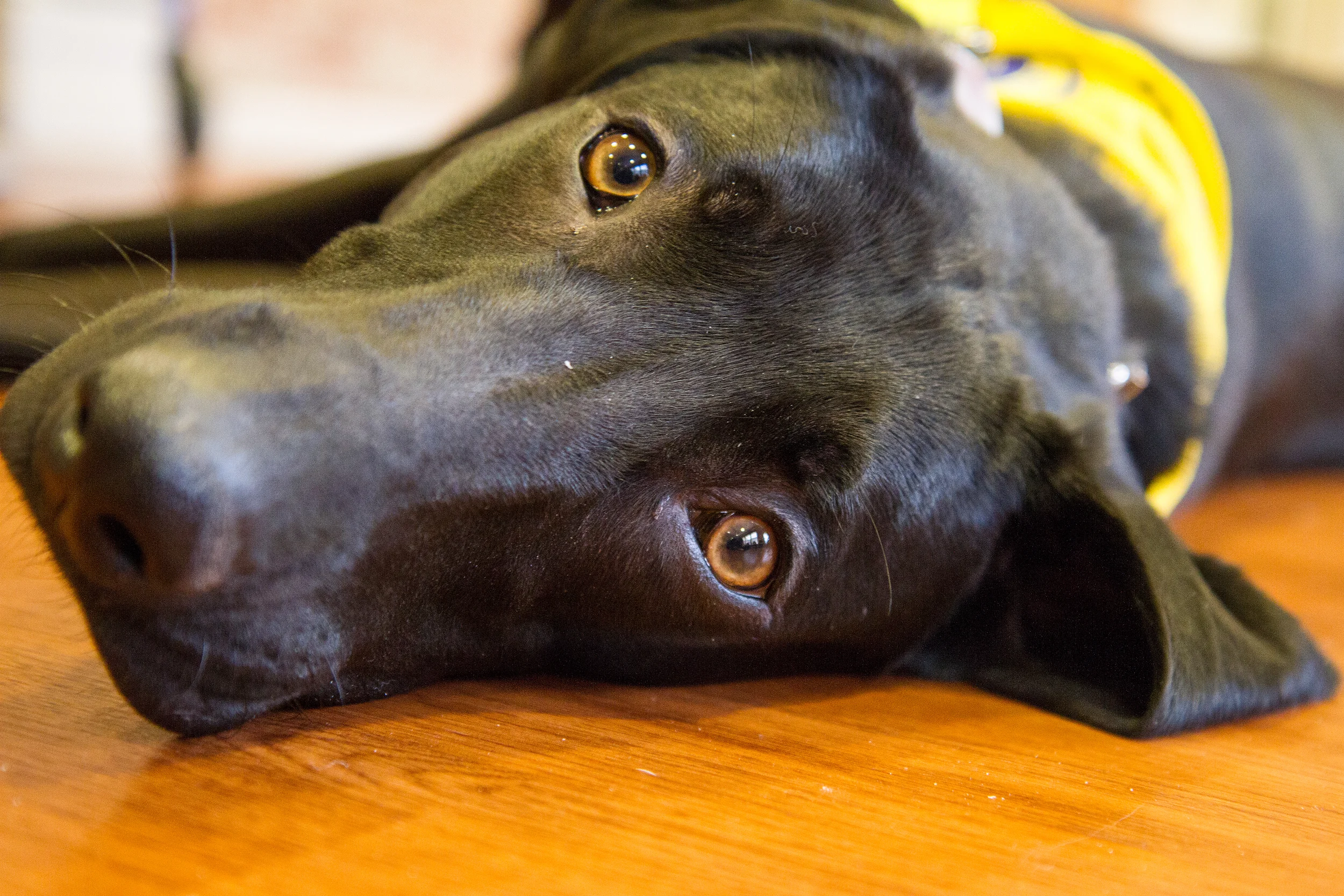 Dog Training Blog.jpg