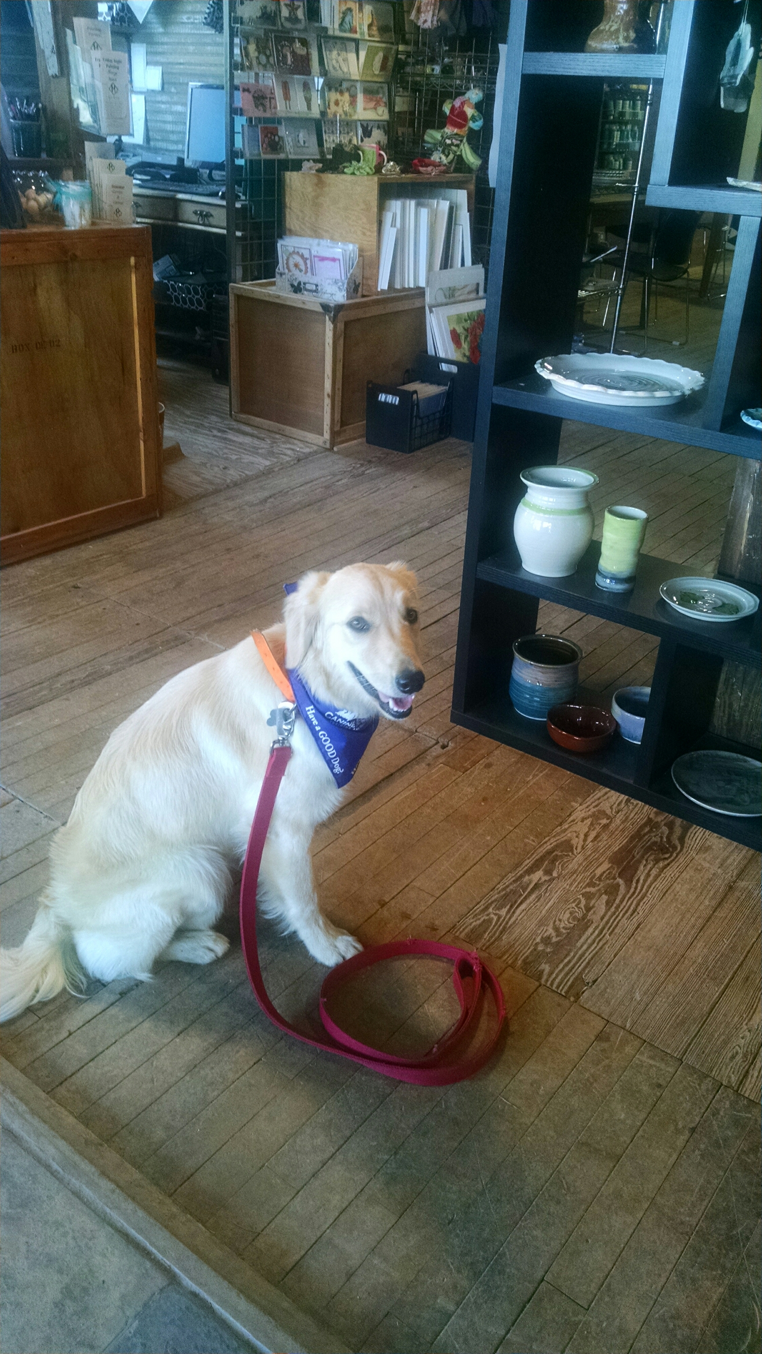 Grab a coffee on the way to dog school