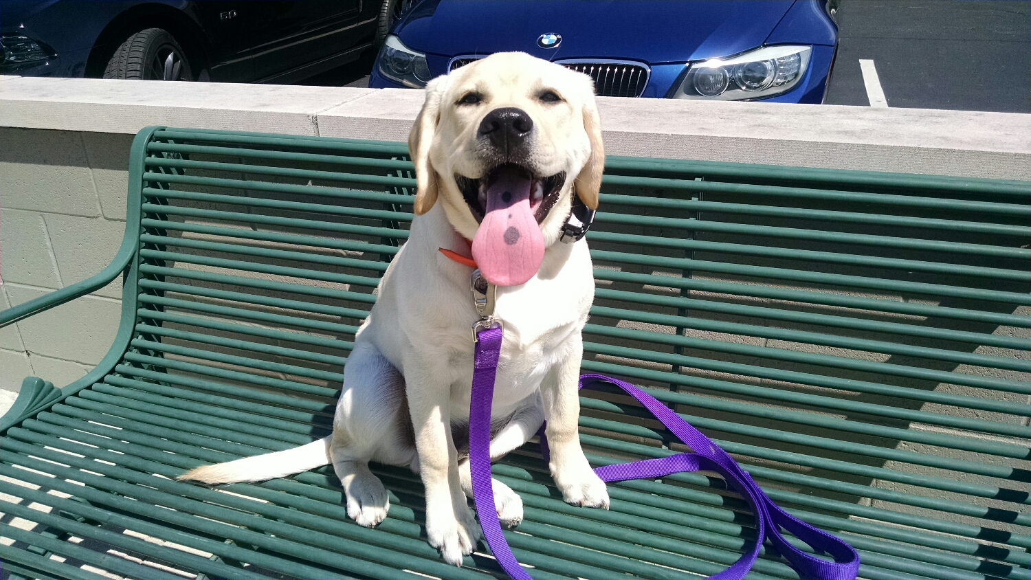 Winston had his puppy socialization and basic training through our Dog School Program and is now finishing his education in our Off Leash Program.