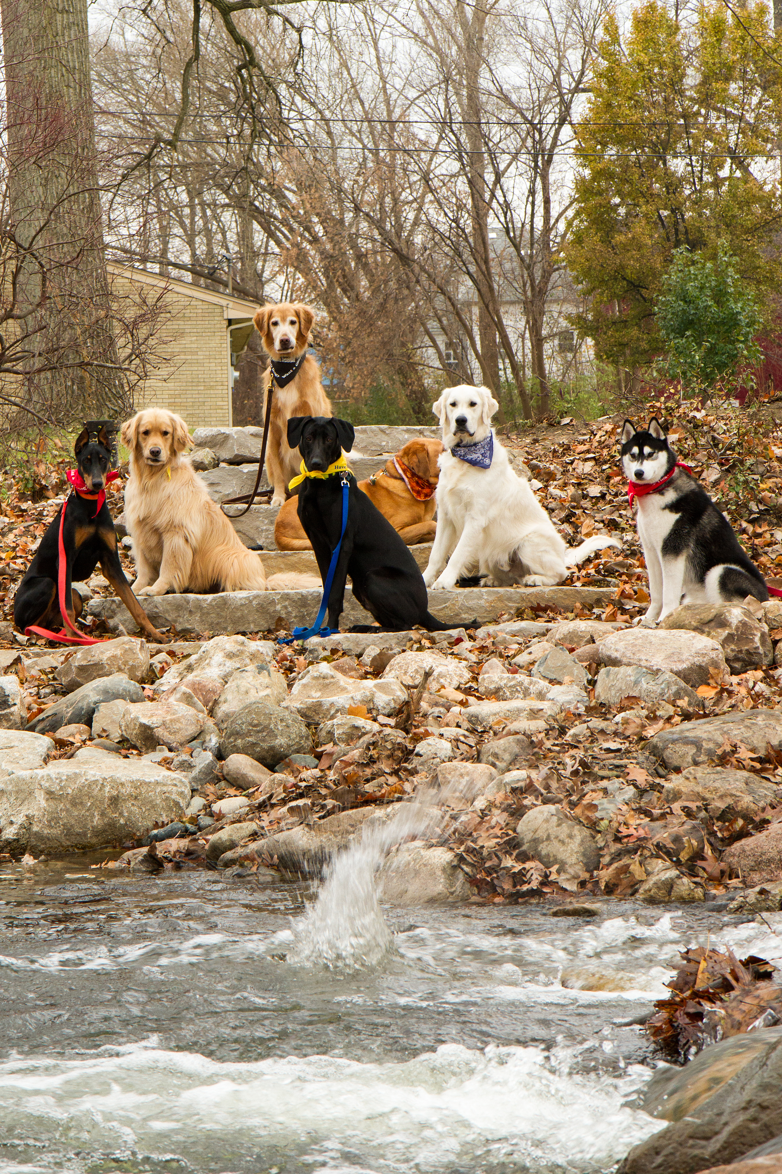 GREAT dogs have great lives!